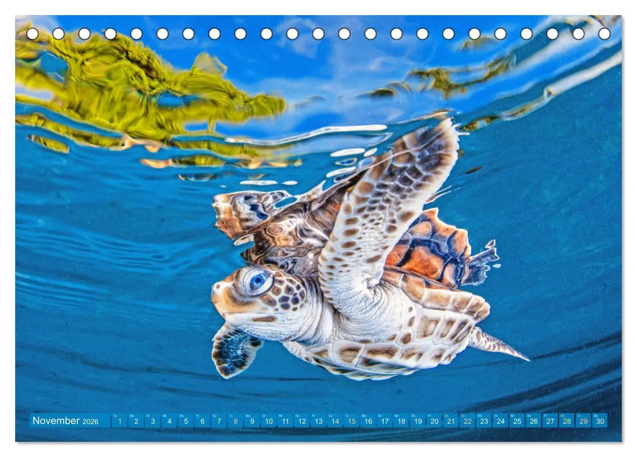 Bild: 9783457265925 | Meeresschildkröten: Aus den blauen Tiefen der Ozeane (Tischkalender...