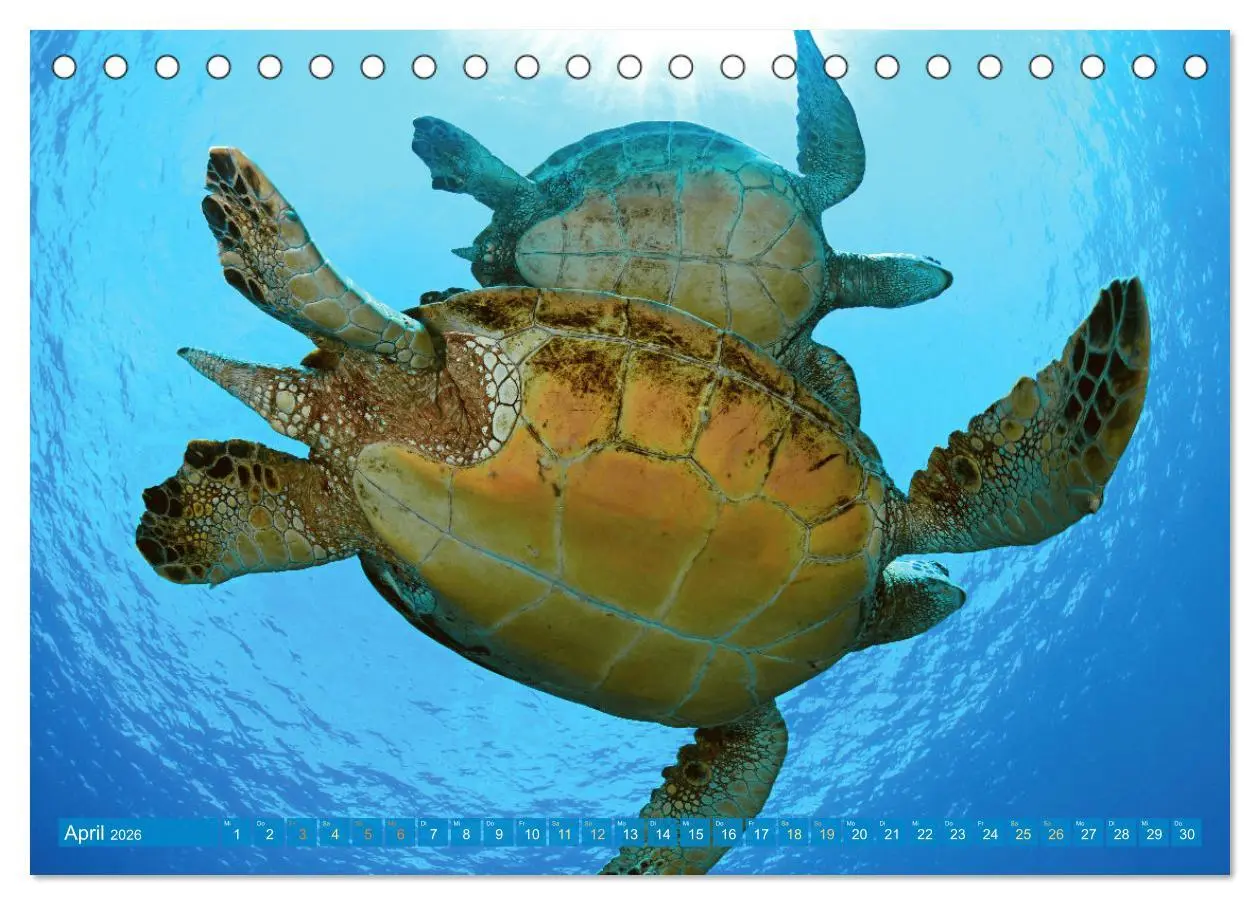 Bild: 9783457265925 | Meeresschildkröten: Aus den blauen Tiefen der Ozeane (Tischkalender...