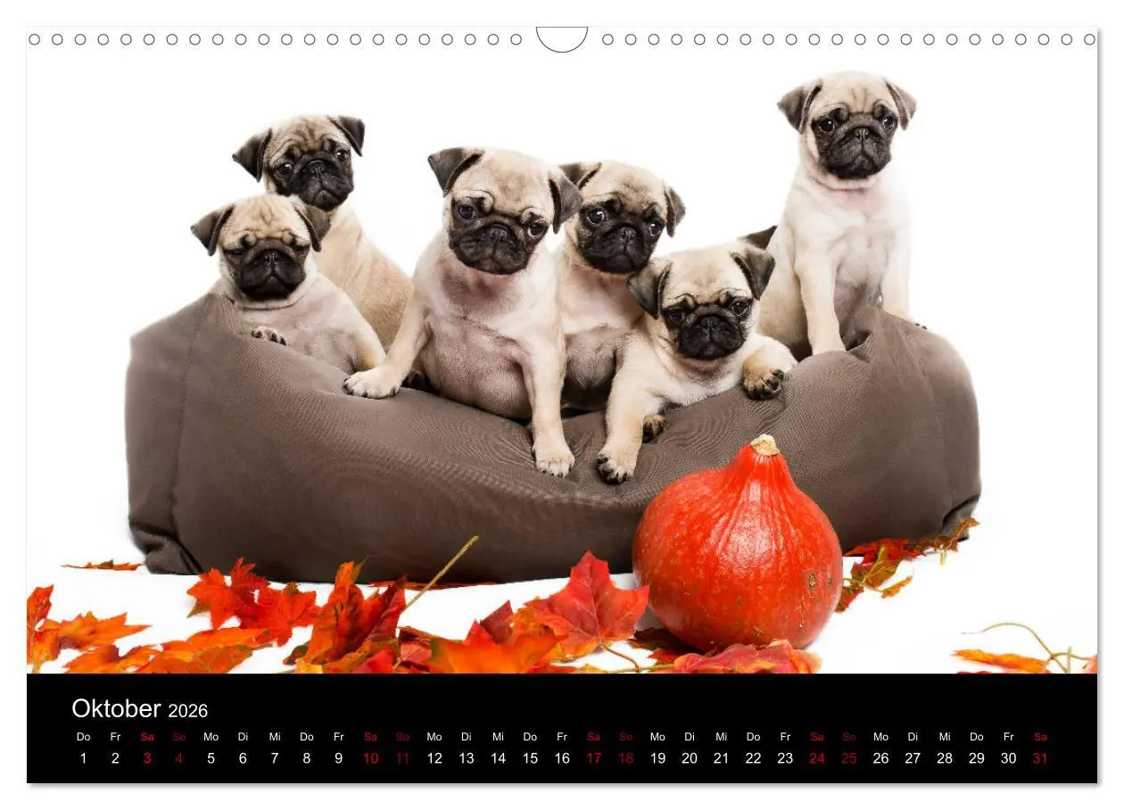 Bild: 9783457885925 | MÖPSE - tierische Momente im Fotostudio (Wandkalender 2026 DIN A3...