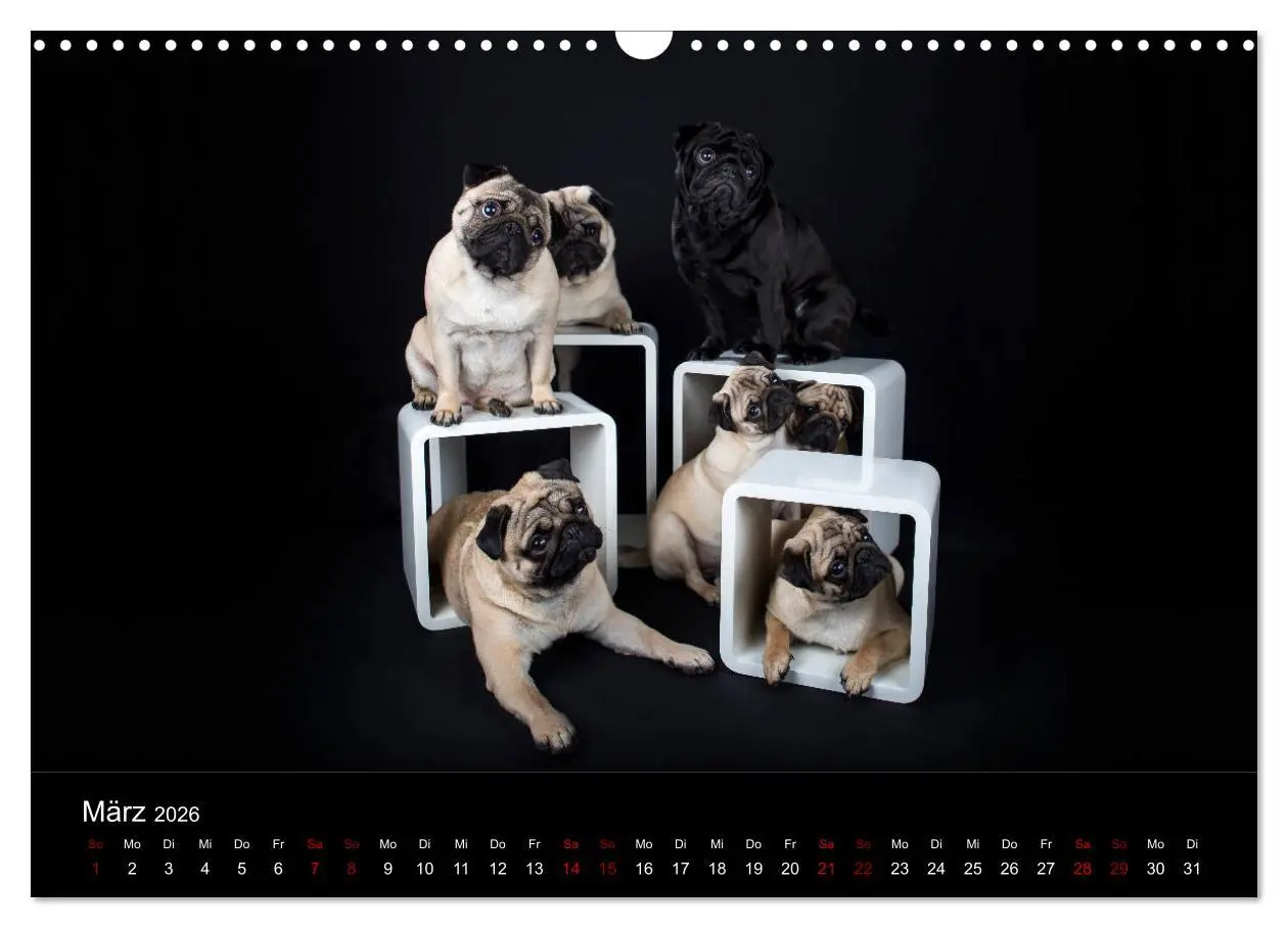 Bild: 9783457885925 | MÖPSE - tierische Momente im Fotostudio (Wandkalender 2026 DIN A3...