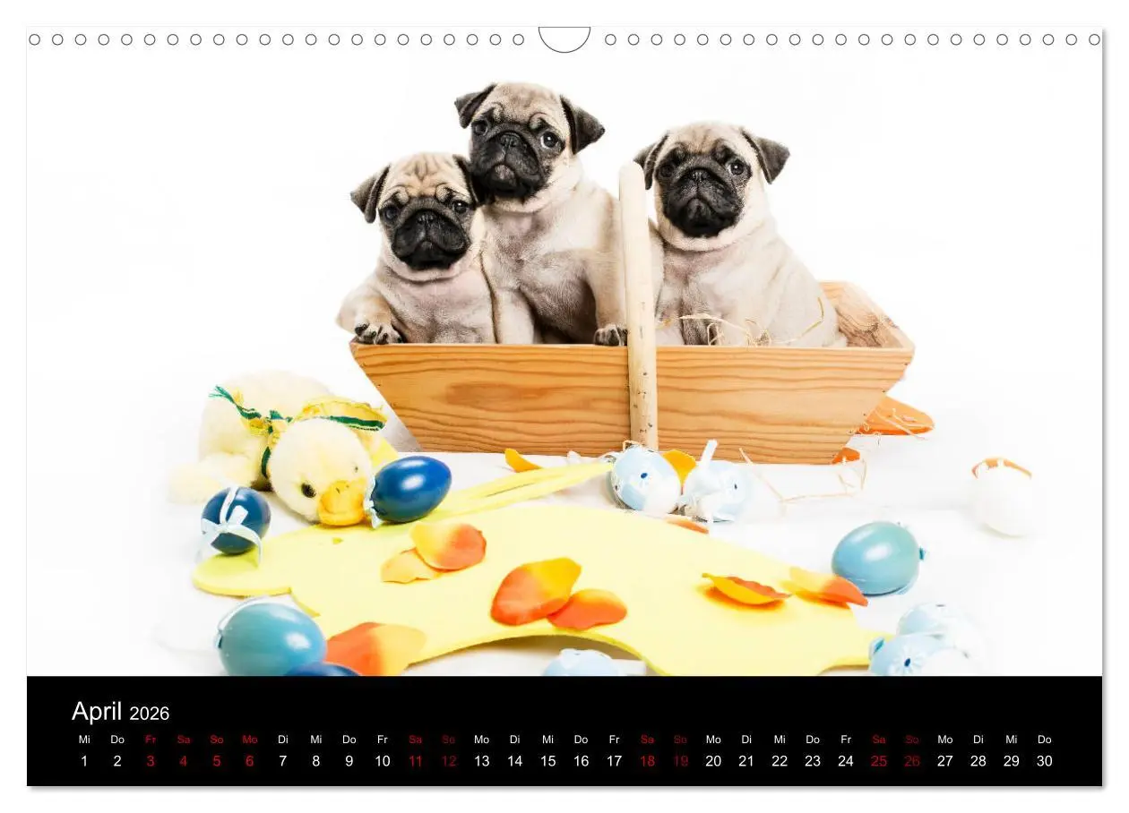 Bild: 9783457885925 | MÖPSE - tierische Momente im Fotostudio (Wandkalender 2026 DIN A3...