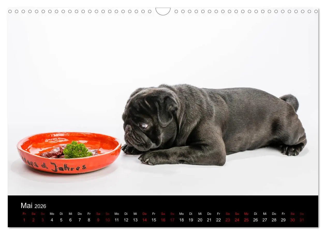 Bild: 9783457885925 | MÖPSE - tierische Momente im Fotostudio (Wandkalender 2026 DIN A3...
