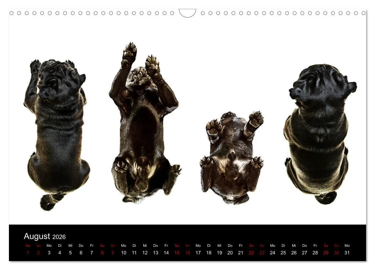 Bild: 9783457885925 | MÖPSE - tierische Momente im Fotostudio (Wandkalender 2026 DIN A3...