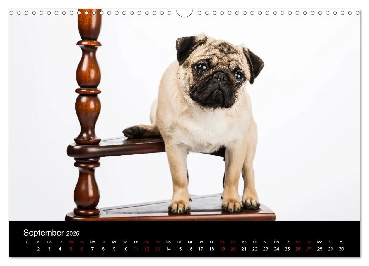 Bild: 9783457885925 | MÖPSE - tierische Momente im Fotostudio (Wandkalender 2026 DIN A3...