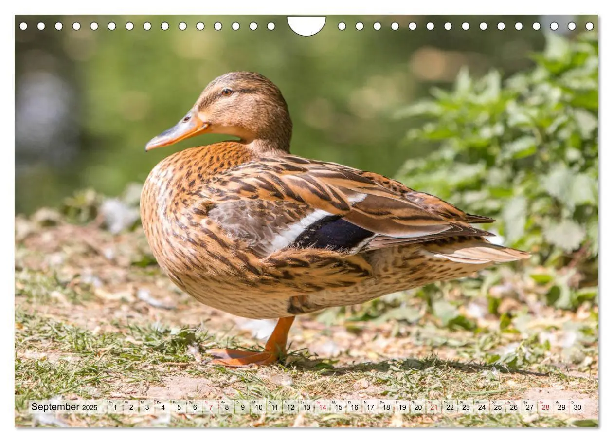 Bild: 9783435116225 | Wunderschöne Stockenten - Europäische Wasservögel (Wandkalender...