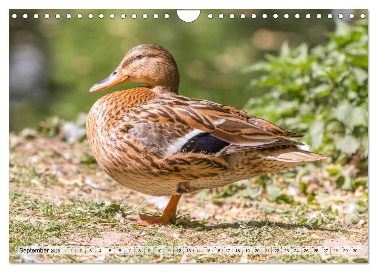 Bild: 9783435116225 | Wunderschöne Stockenten - Europäische Wasservögel (Wandkalender...