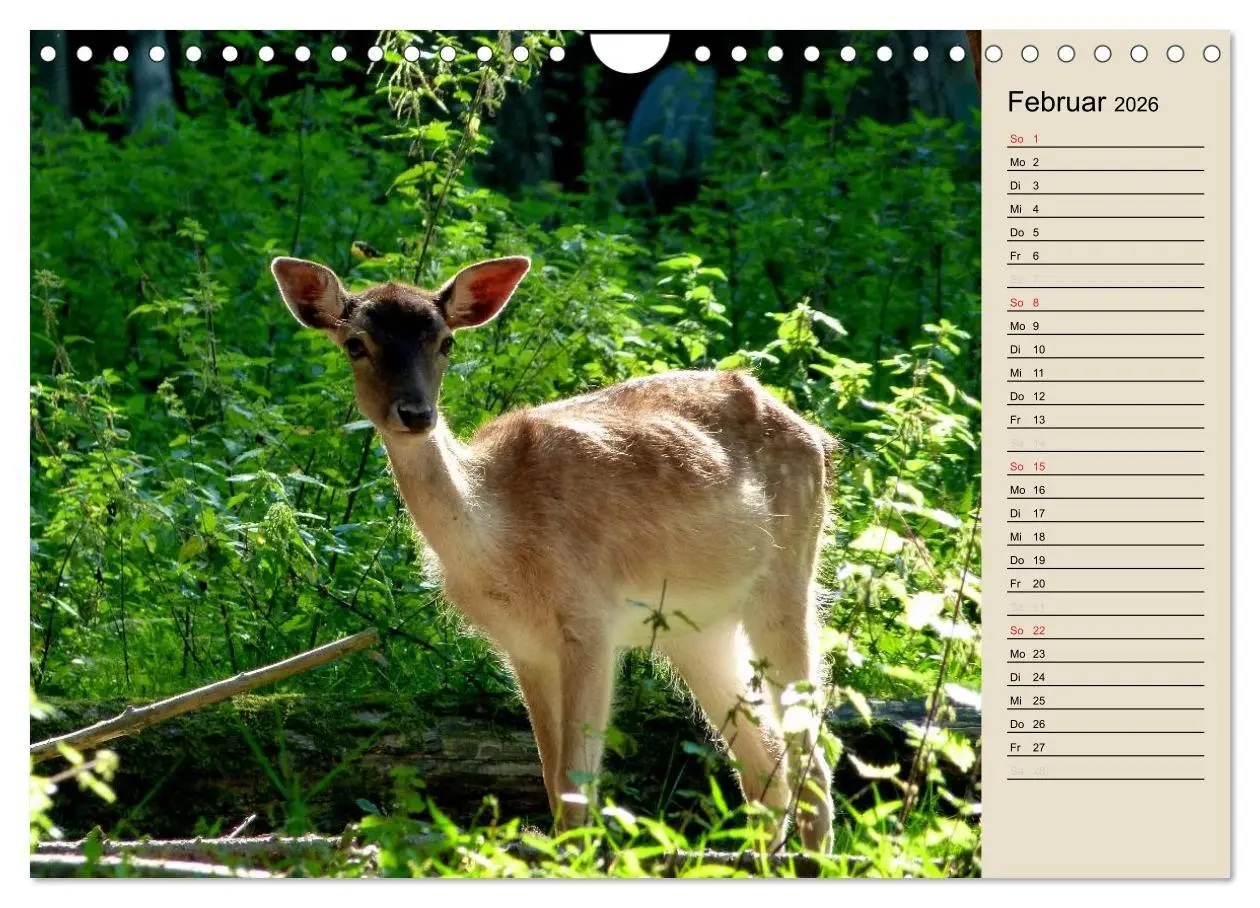 Bild: 9783457996225 | Bad Orb - Romantik im Spessart (Wandkalender 2026 DIN A4 quer),...