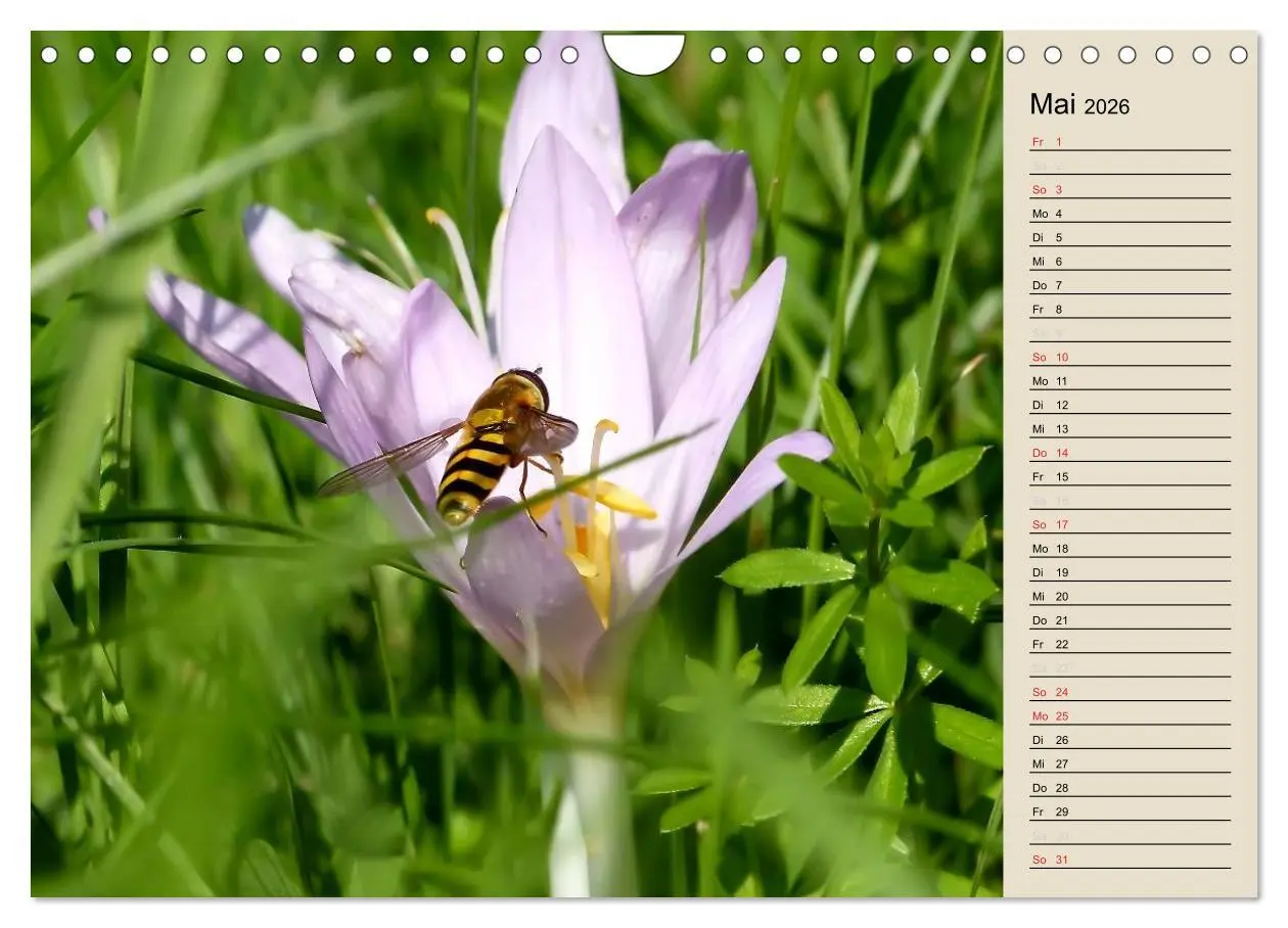 Bild: 9783457996225 | Bad Orb - Romantik im Spessart (Wandkalender 2026 DIN A4 quer),...