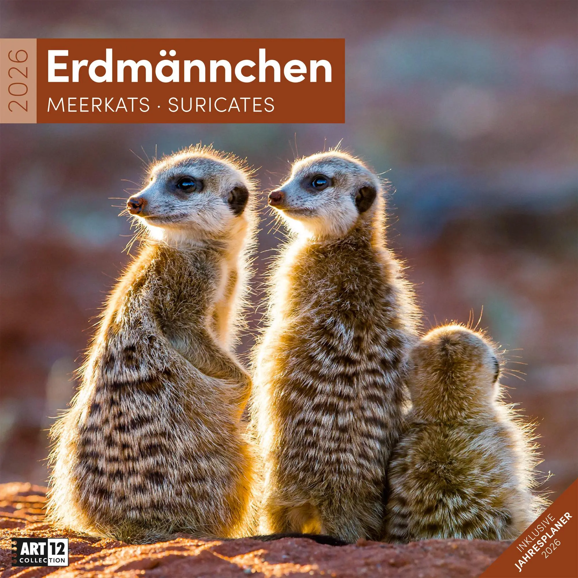 Cover: 9783838446325 | Erdmännchen Broschürenkalender 2026 - 30x30 - Art12 | GmbH | Kalender