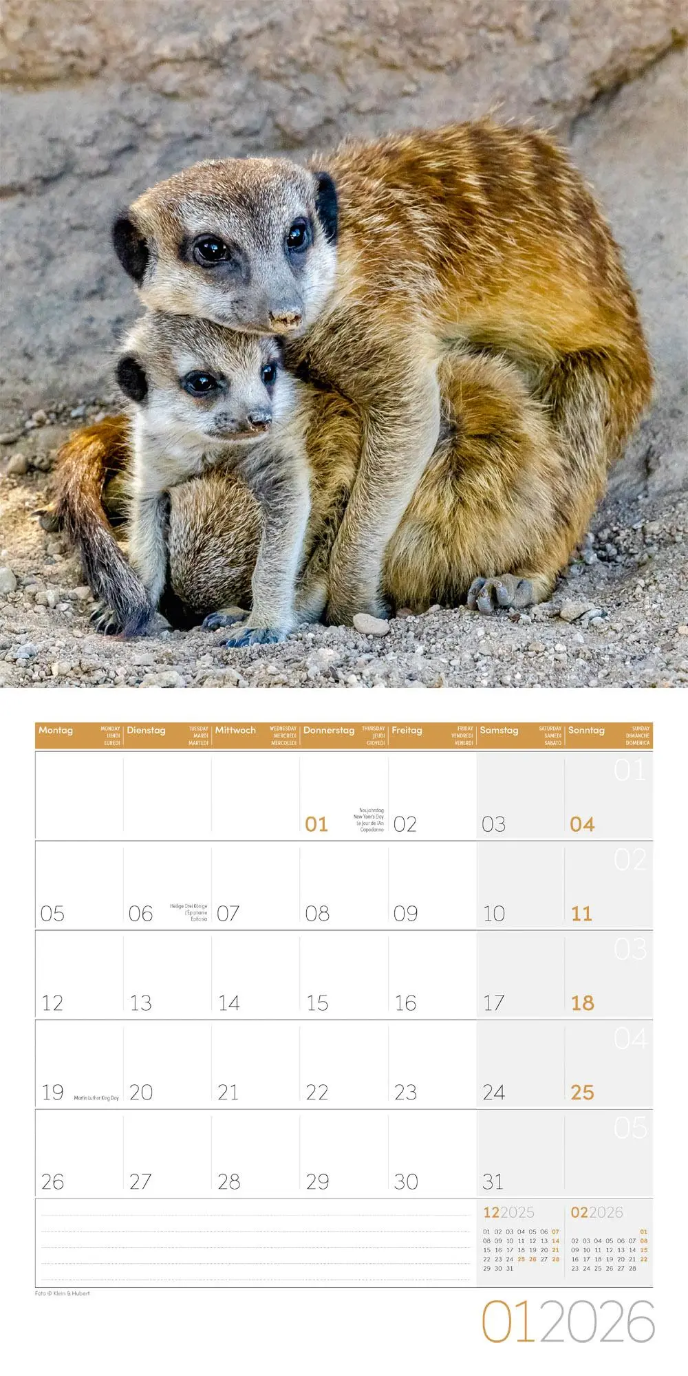 Bild: 9783838446325 | Erdmännchen Broschürenkalender 2026 - 30x30 - Art12 | GmbH | Kalender