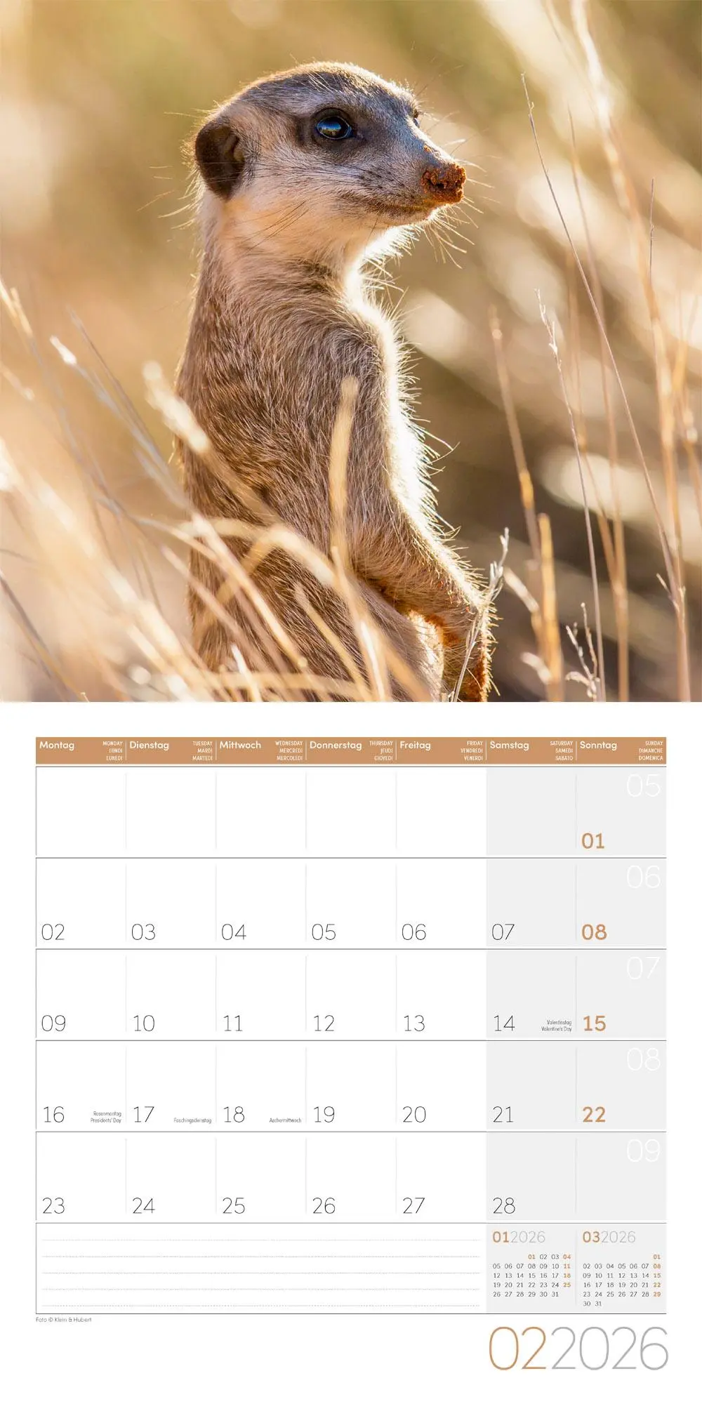 Bild: 9783838446325 | Erdmännchen Broschürenkalender 2026 - 30x30 - Art12 | GmbH | Kalender