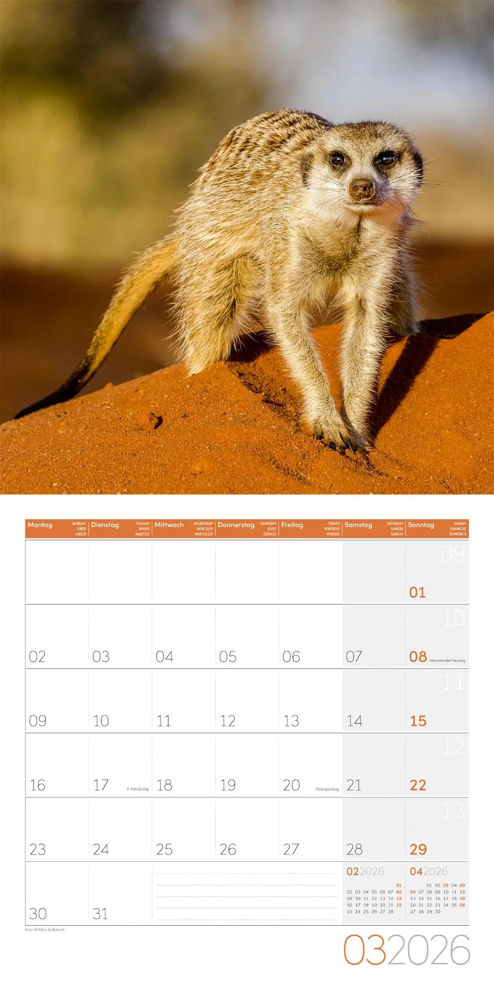Bild: 9783838446325 | Erdmännchen Broschürenkalender 2026 - 30x30 - Art12 | GmbH | Kalender
