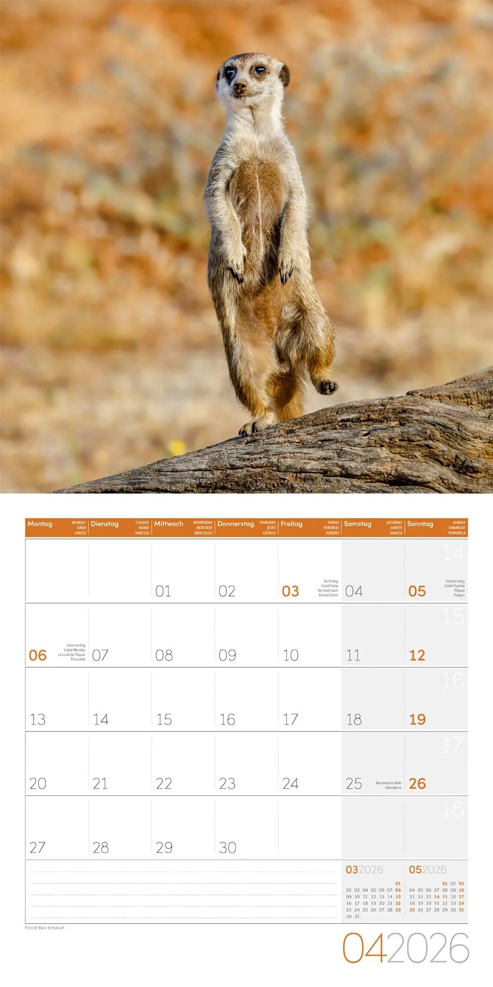 Bild: 9783838446325 | Erdmännchen Broschürenkalender 2026 - 30x30 - Art12 | GmbH | Kalender
