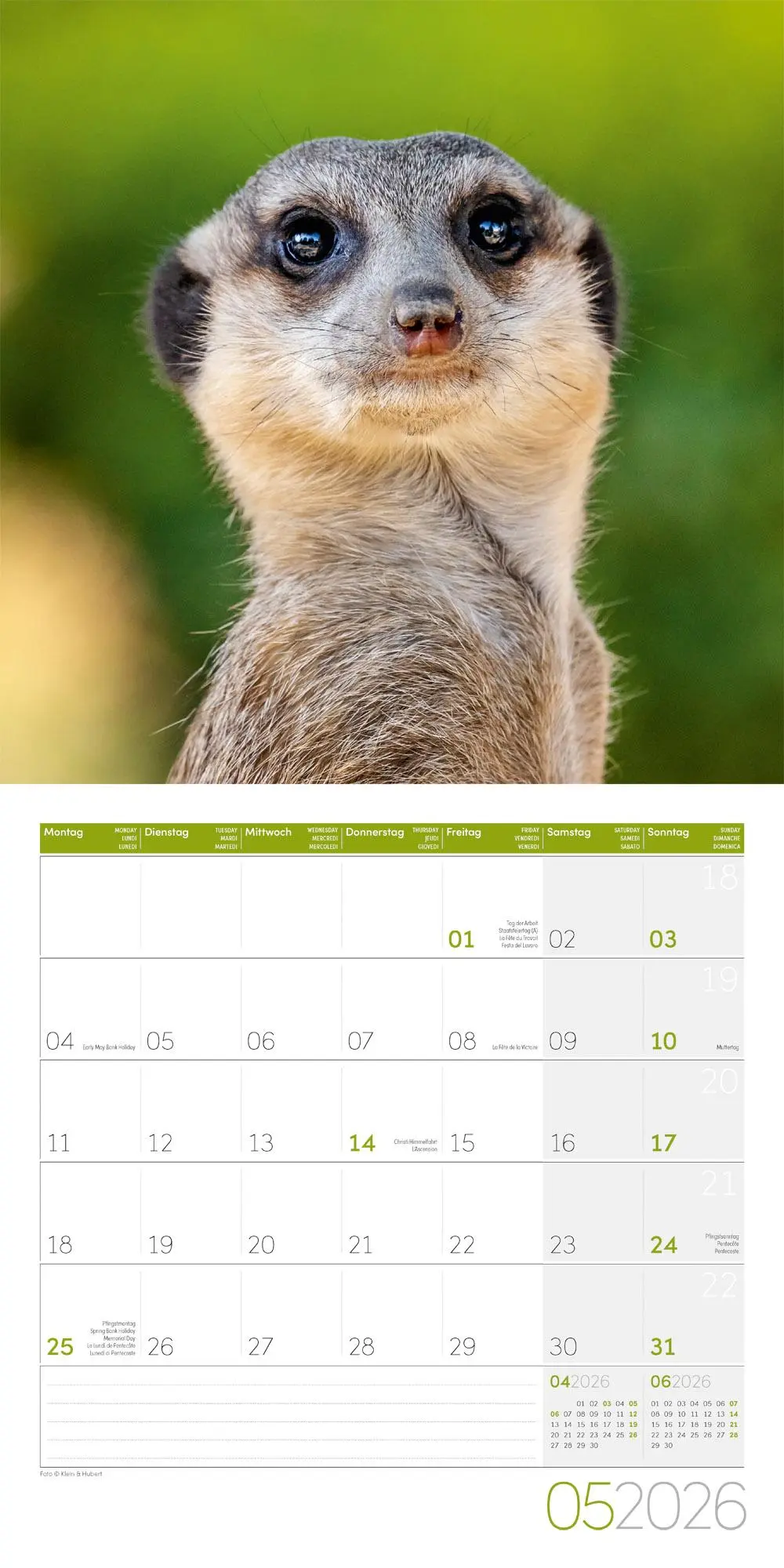Bild: 9783838446325 | Erdmännchen Broschürenkalender 2026 - 30x30 - Art12 | GmbH | Kalender