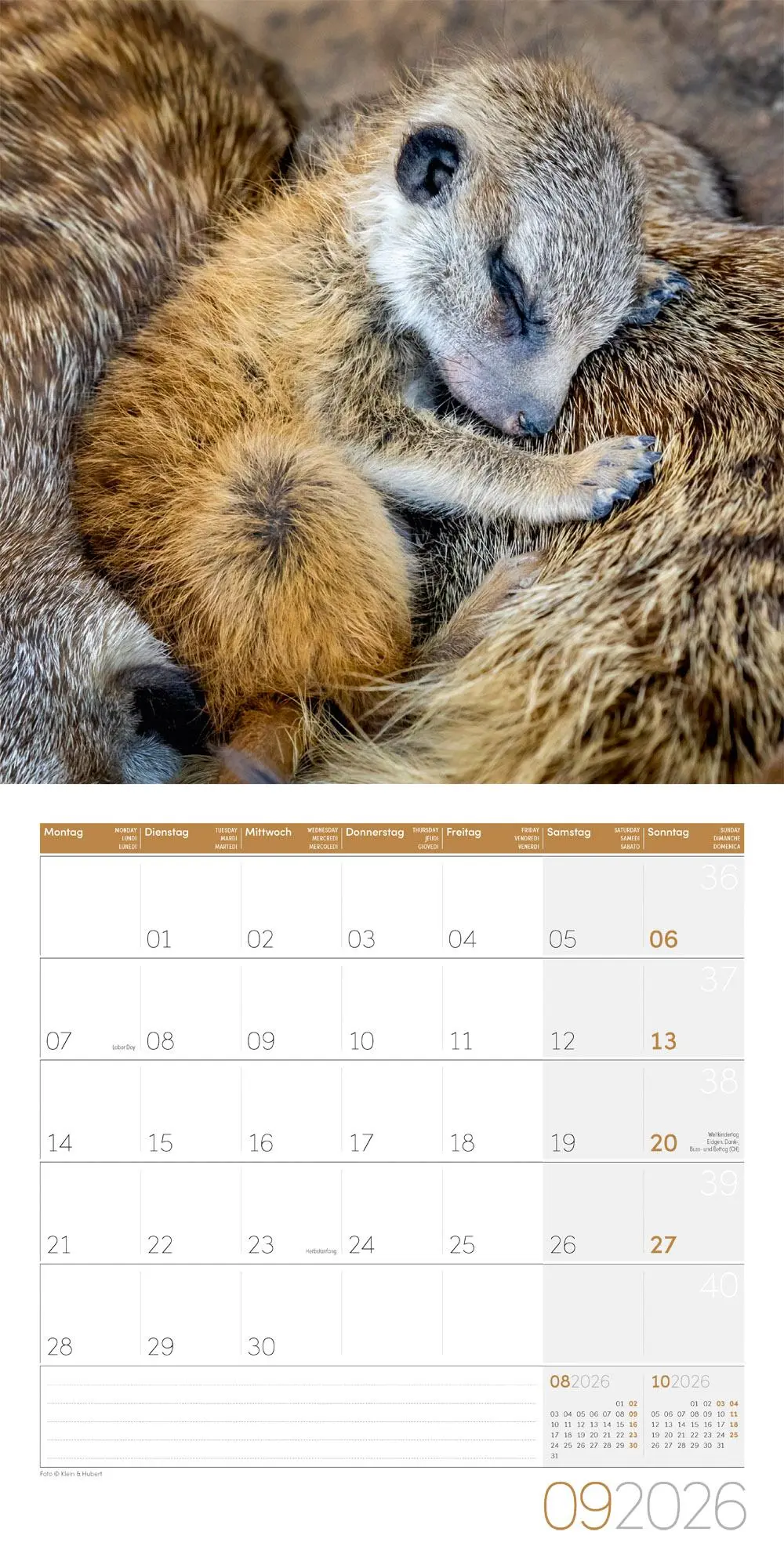 Bild: 9783838446325 | Erdmännchen Broschürenkalender 2026 - 30x30 - Art12 | GmbH | Kalender