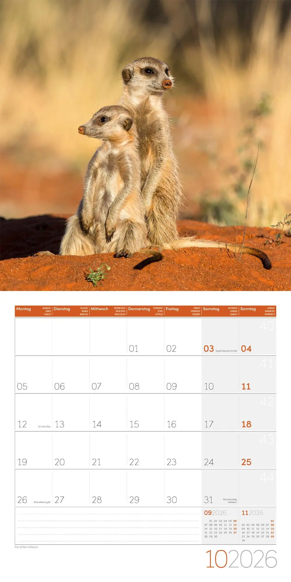 Bild: 9783838446325 | Erdmännchen Broschürenkalender 2026 - 30x30 - Art12 | GmbH | Kalender