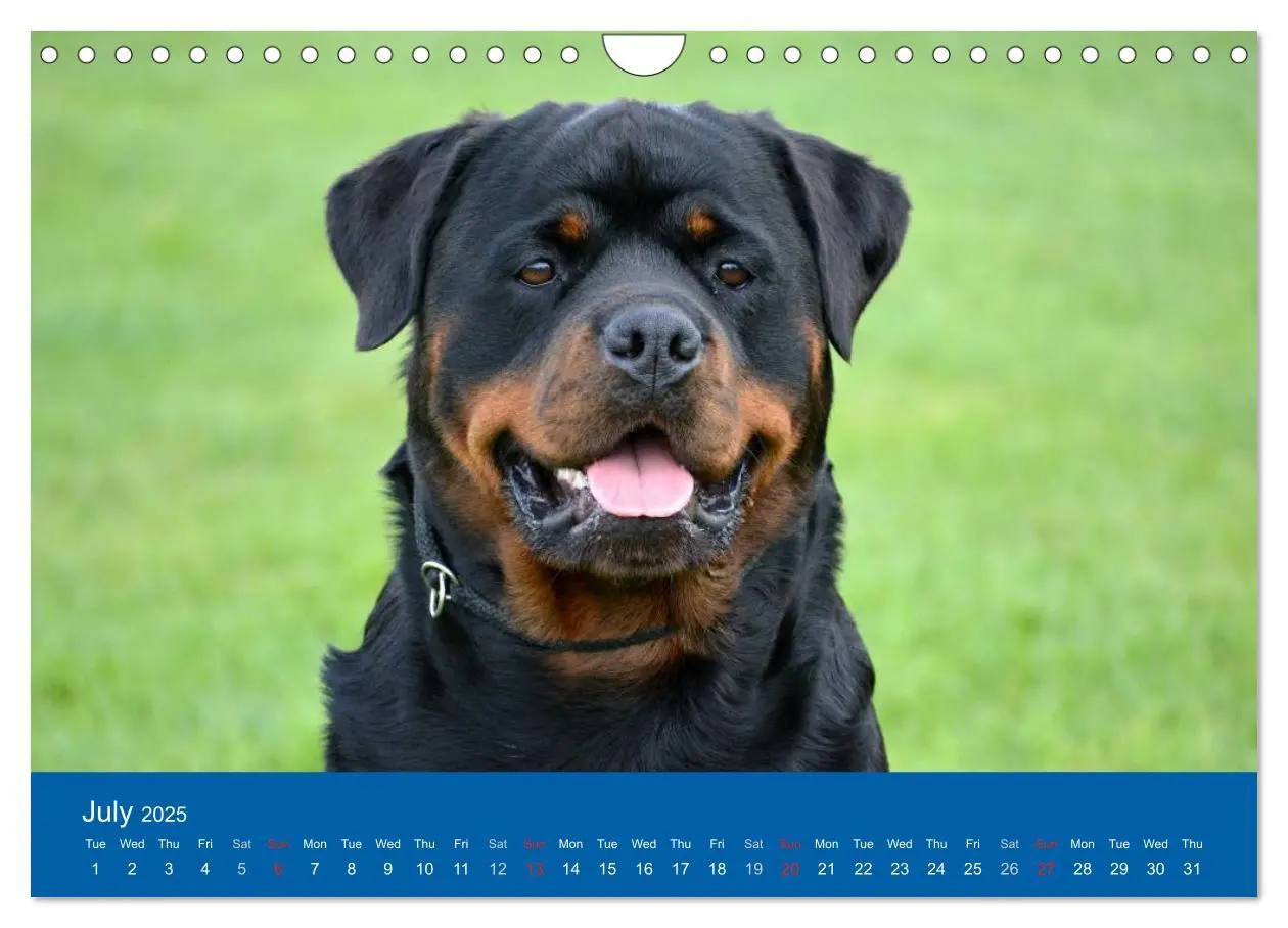Bild: 9781325956425 | Rottweiler Portait Shots 2025 (Wall Calendar 2025 DIN A4...