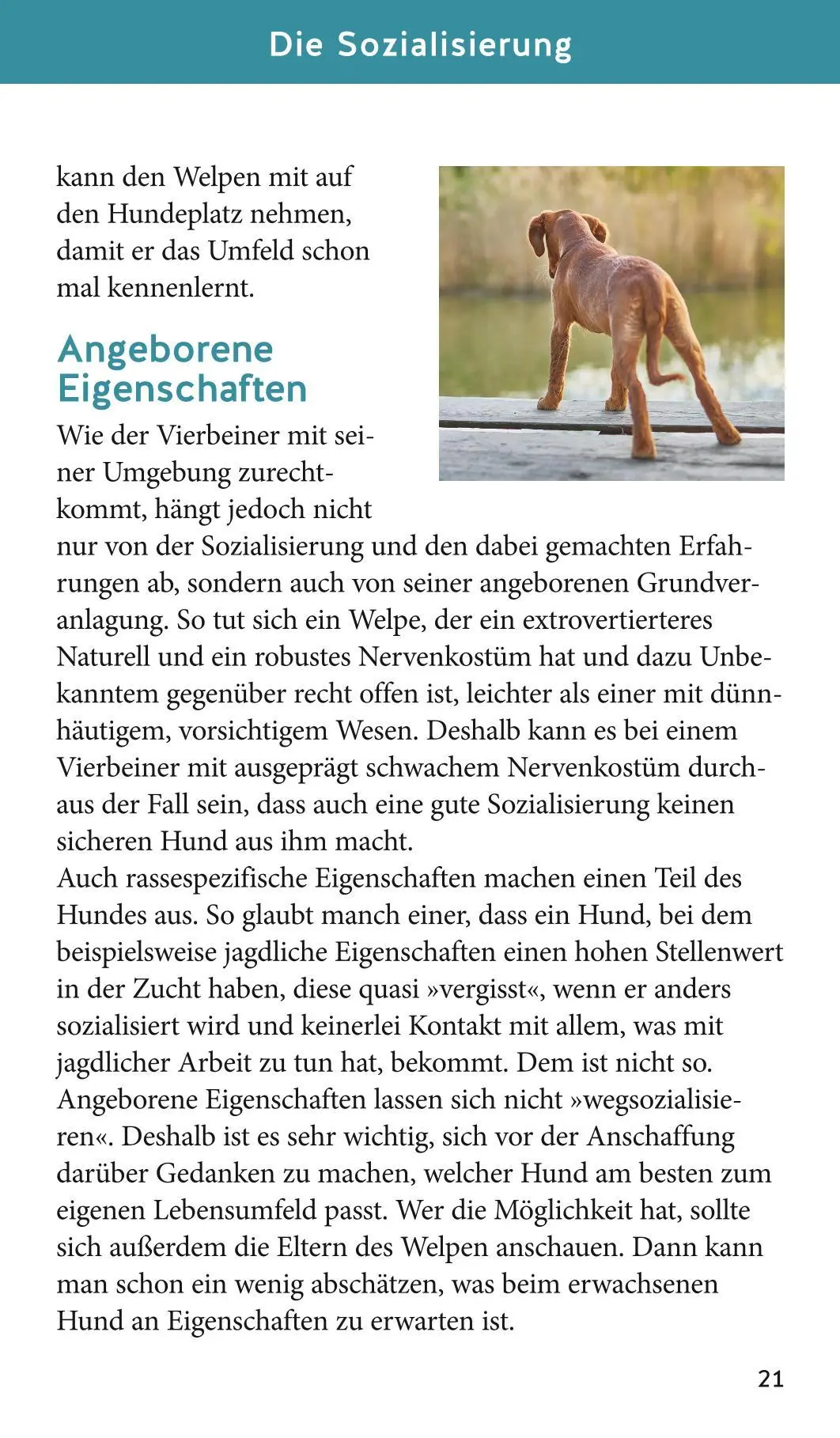 Bild: 9783833866425 | Welpen-Starter-Box | Katharina Schlegl-Kofler | Buch | 72 S. | Deutsch