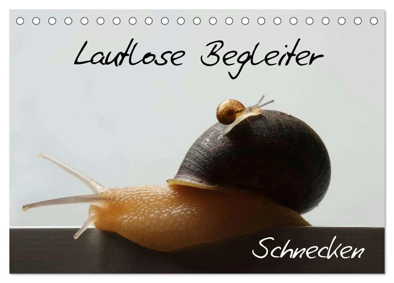 Cover: 9783435706525 | Lautlose Begleiter - Schnecken (Tischkalender 2025 DIN A5 quer),...