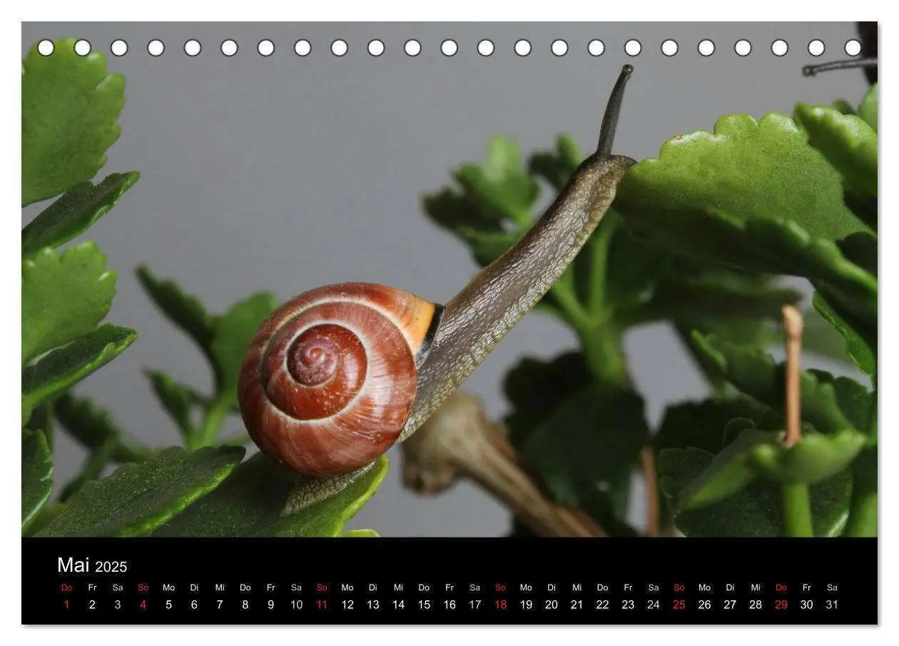 Bild: 9783435706525 | Lautlose Begleiter - Schnecken (Tischkalender 2025 DIN A5 quer),...