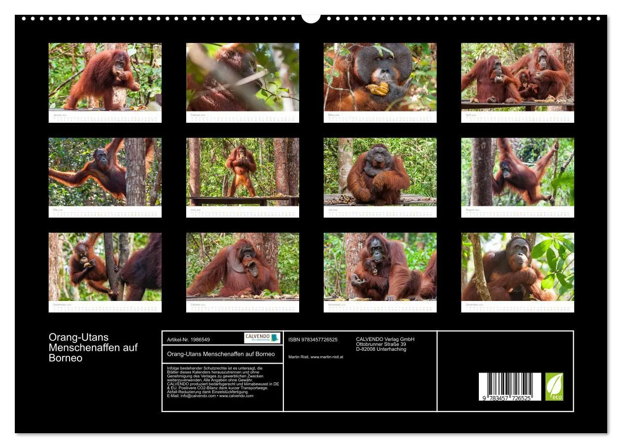 Bild: 9783457726525 | Orang-Utans Menschenaffen auf Borneo (hochwertiger Premium...