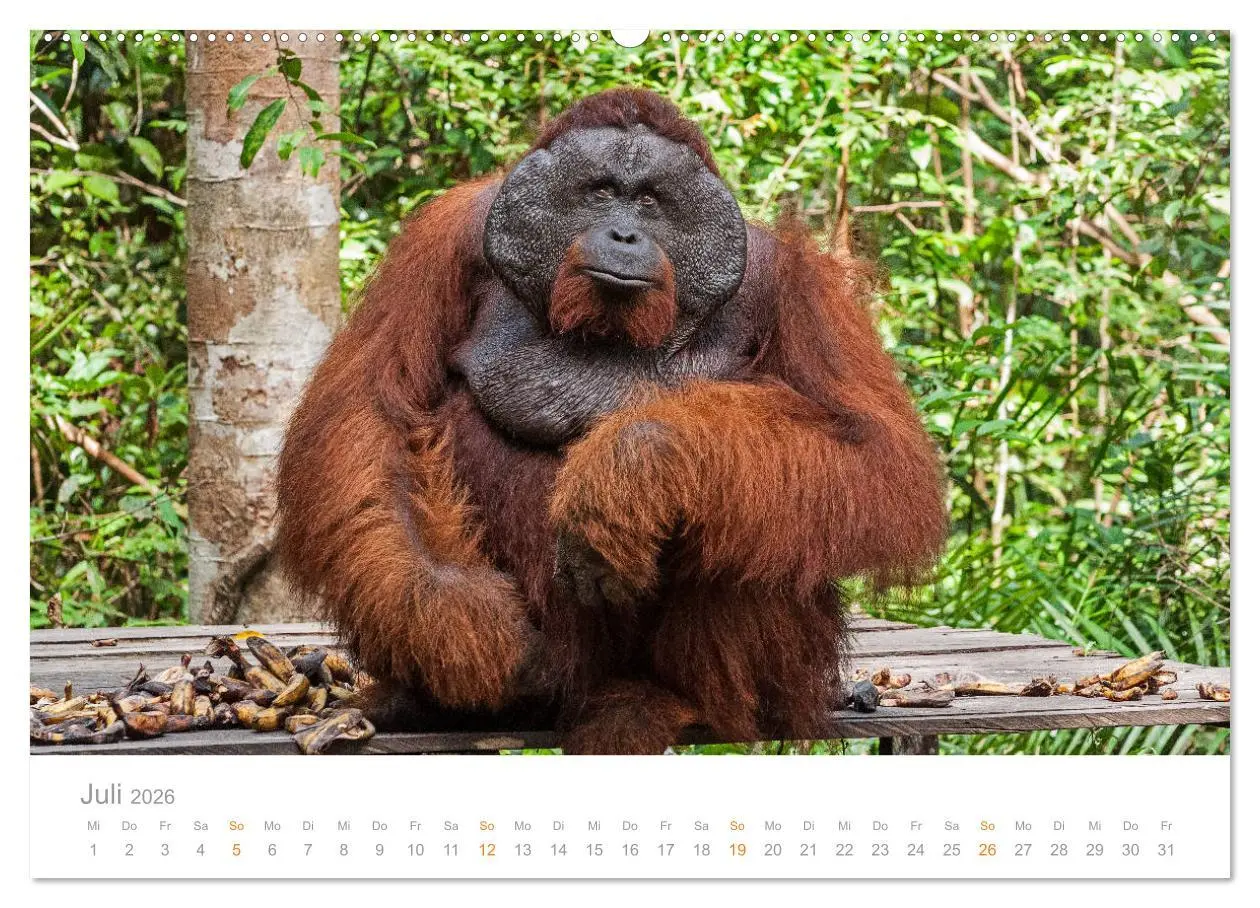 Bild: 9783457726525 | Orang-Utans Menschenaffen auf Borneo (hochwertiger Premium...