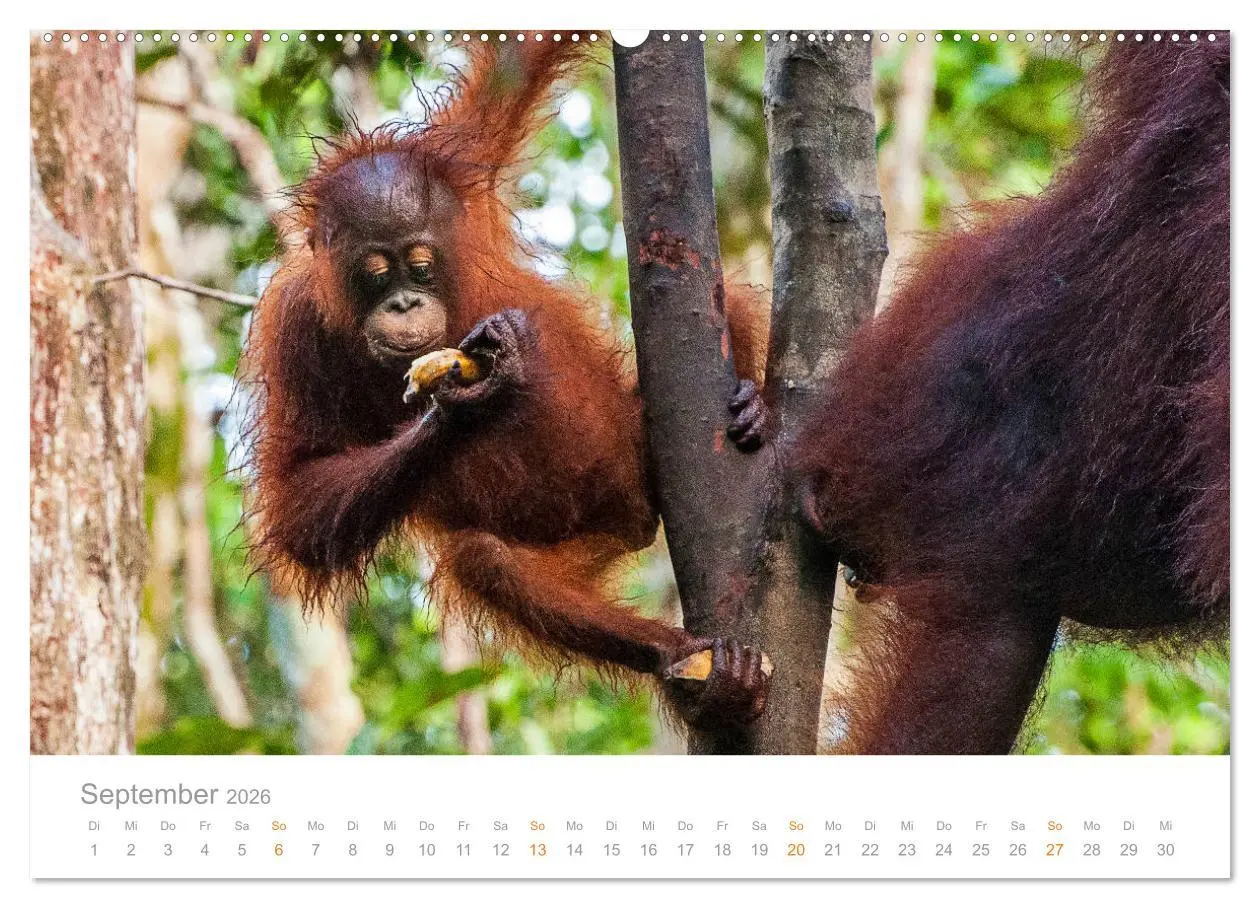 Bild: 9783457726525 | Orang-Utans Menschenaffen auf Borneo (hochwertiger Premium...