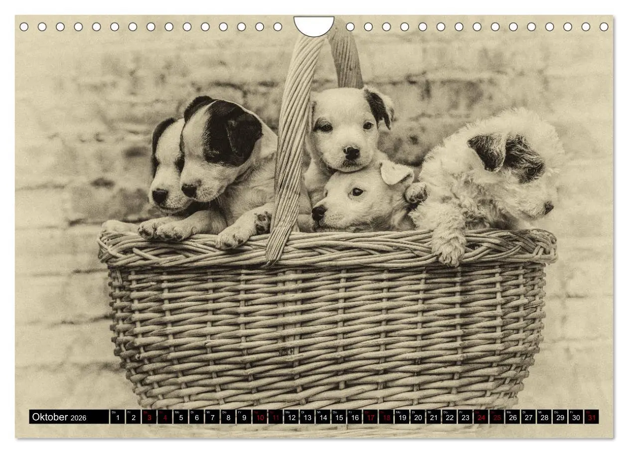 Bild: 9783457876725 | Parson Jack Russel Welpen (Wandkalender 2026 DIN A4 quer), CALVENDO...