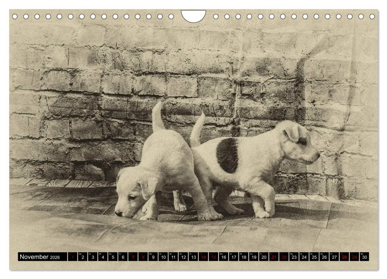 Bild: 9783457876725 | Parson Jack Russel Welpen (Wandkalender 2026 DIN A4 quer), CALVENDO...