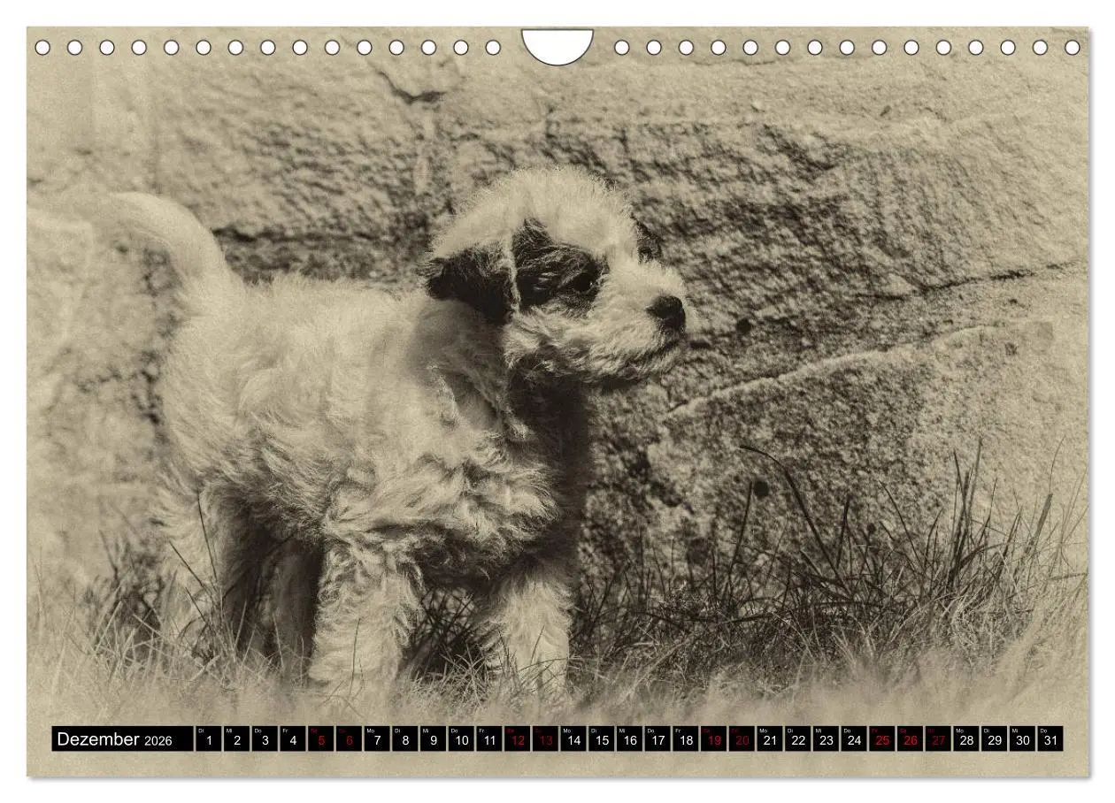 Bild: 9783457876725 | Parson Jack Russel Welpen (Wandkalender 2026 DIN A4 quer), CALVENDO...