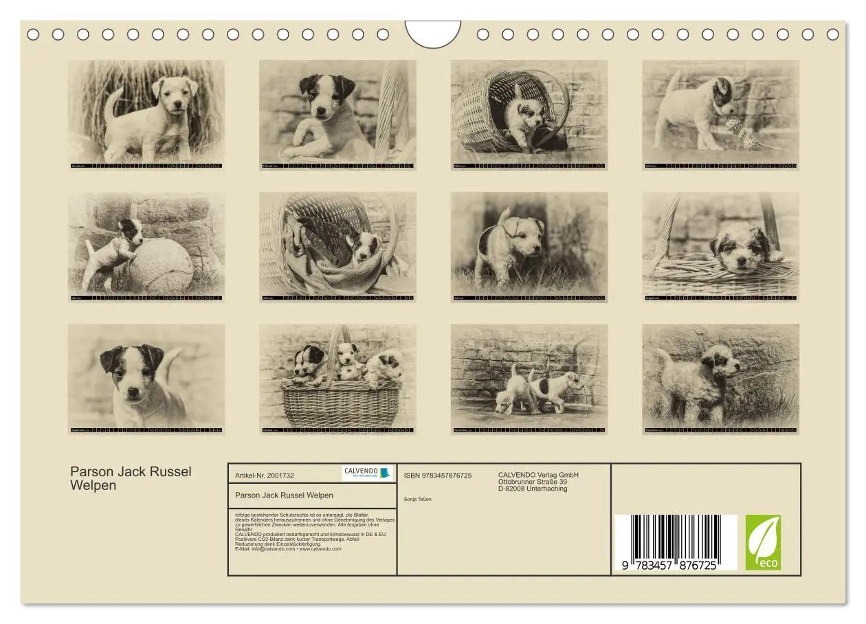 Bild: 9783457876725 | Parson Jack Russel Welpen (Wandkalender 2026 DIN A4 quer), CALVENDO...