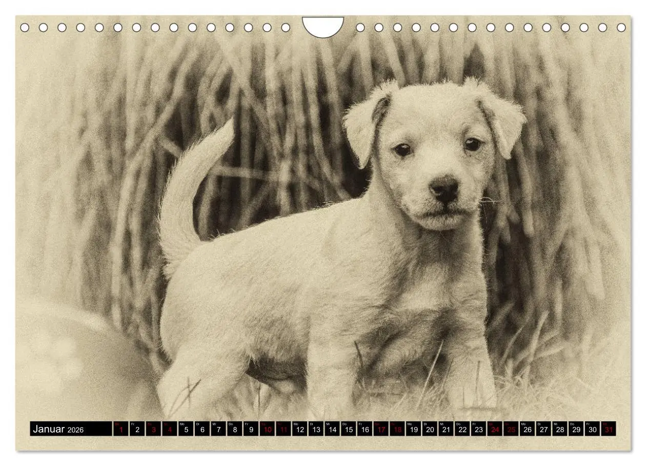 Bild: 9783457876725 | Parson Jack Russel Welpen (Wandkalender 2026 DIN A4 quer), CALVENDO...