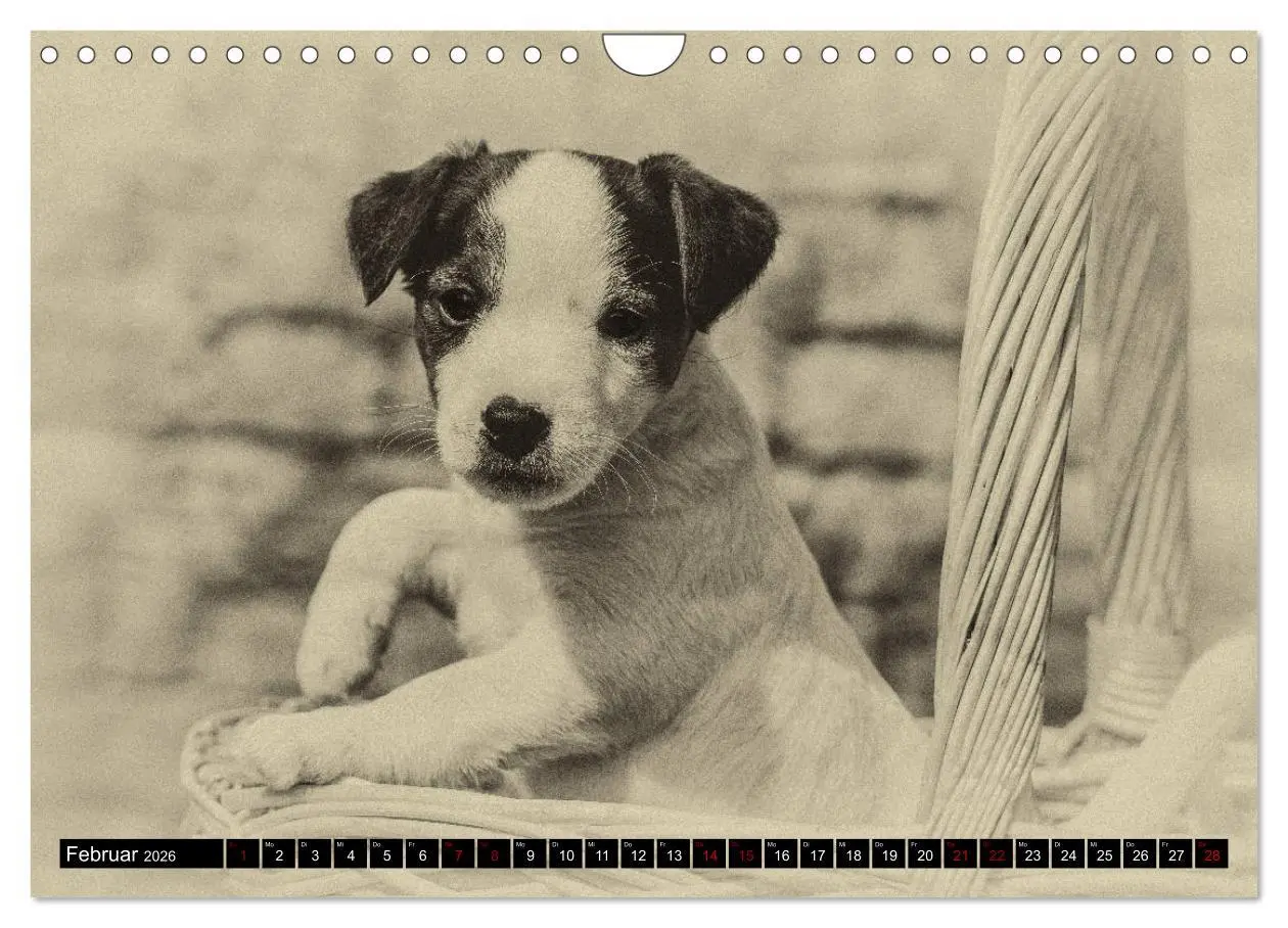 Bild: 9783457876725 | Parson Jack Russel Welpen (Wandkalender 2026 DIN A4 quer), CALVENDO...