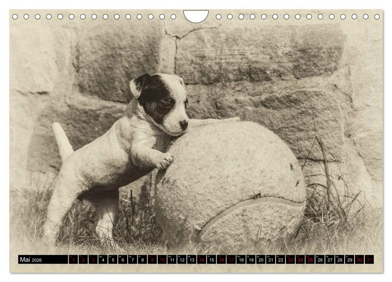 Bild: 9783457876725 | Parson Jack Russel Welpen (Wandkalender 2026 DIN A4 quer), CALVENDO...