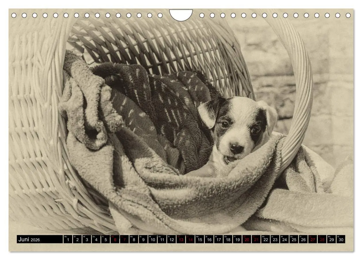 Bild: 9783457876725 | Parson Jack Russel Welpen (Wandkalender 2026 DIN A4 quer), CALVENDO...