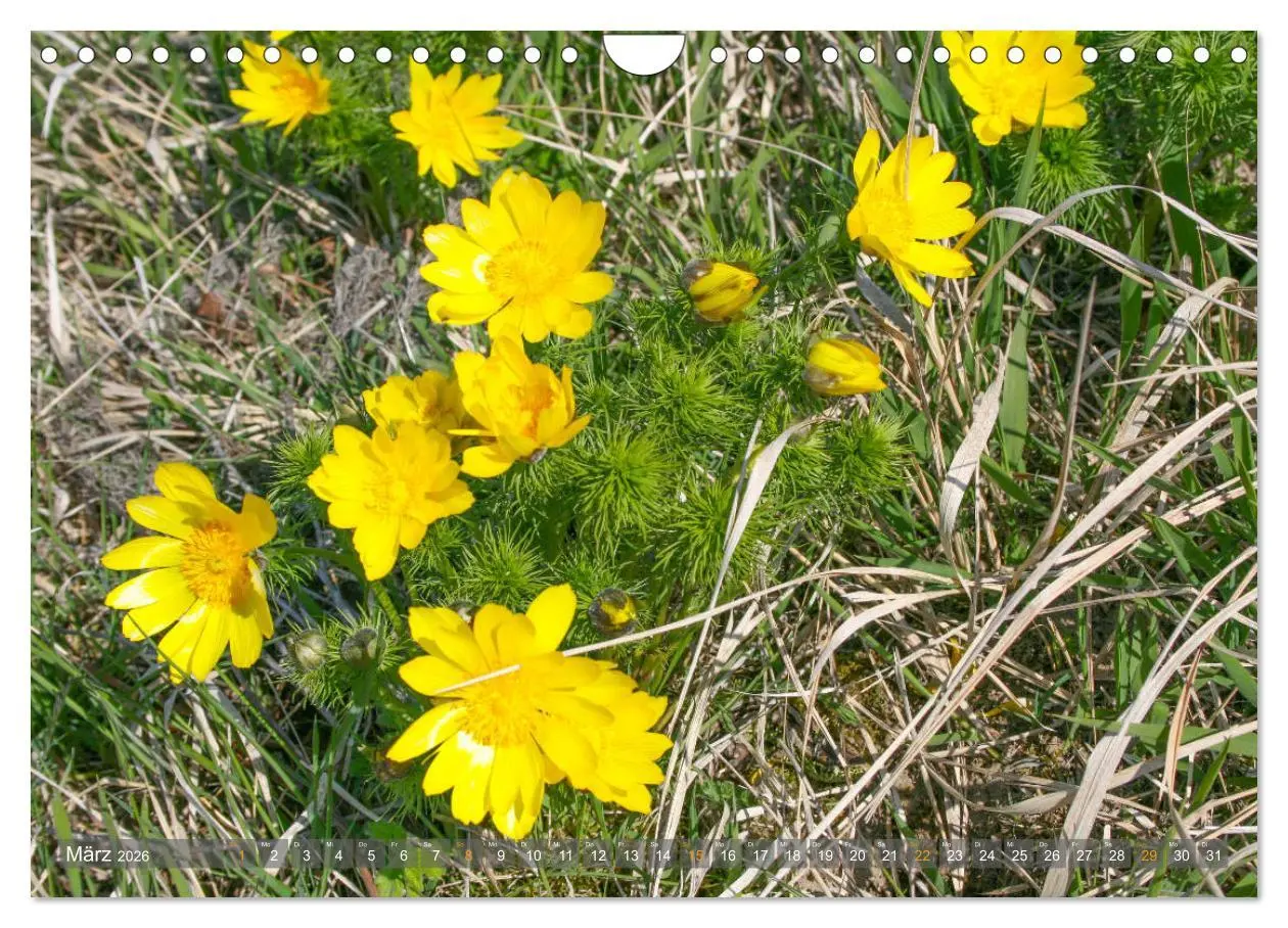 Bild: 9783457786925 | Im Oderbruch (Wandkalender 2026 DIN A4 quer), CALVENDO Monatskalender