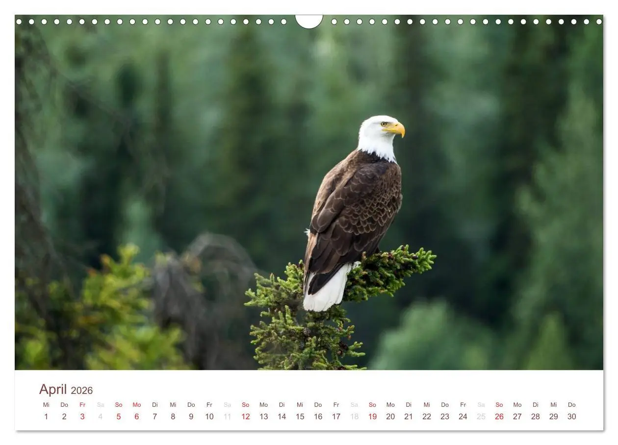 Bild: 9783516186925 | Der Alaska Kalender (Wandkalender 2026 DIN A3 quer), CALVENDO...