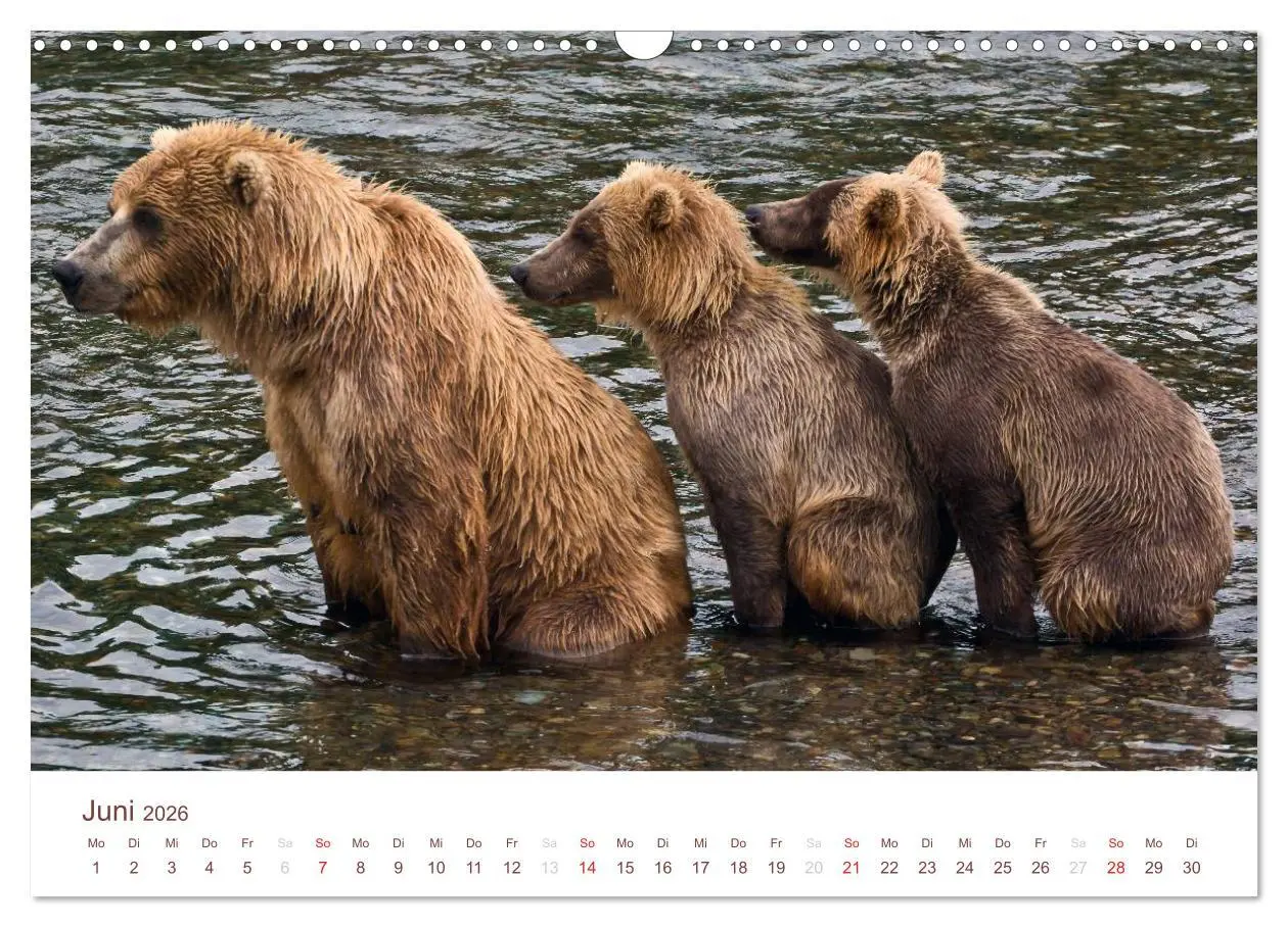 Bild: 9783516186925 | Der Alaska Kalender (Wandkalender 2026 DIN A3 quer), CALVENDO...