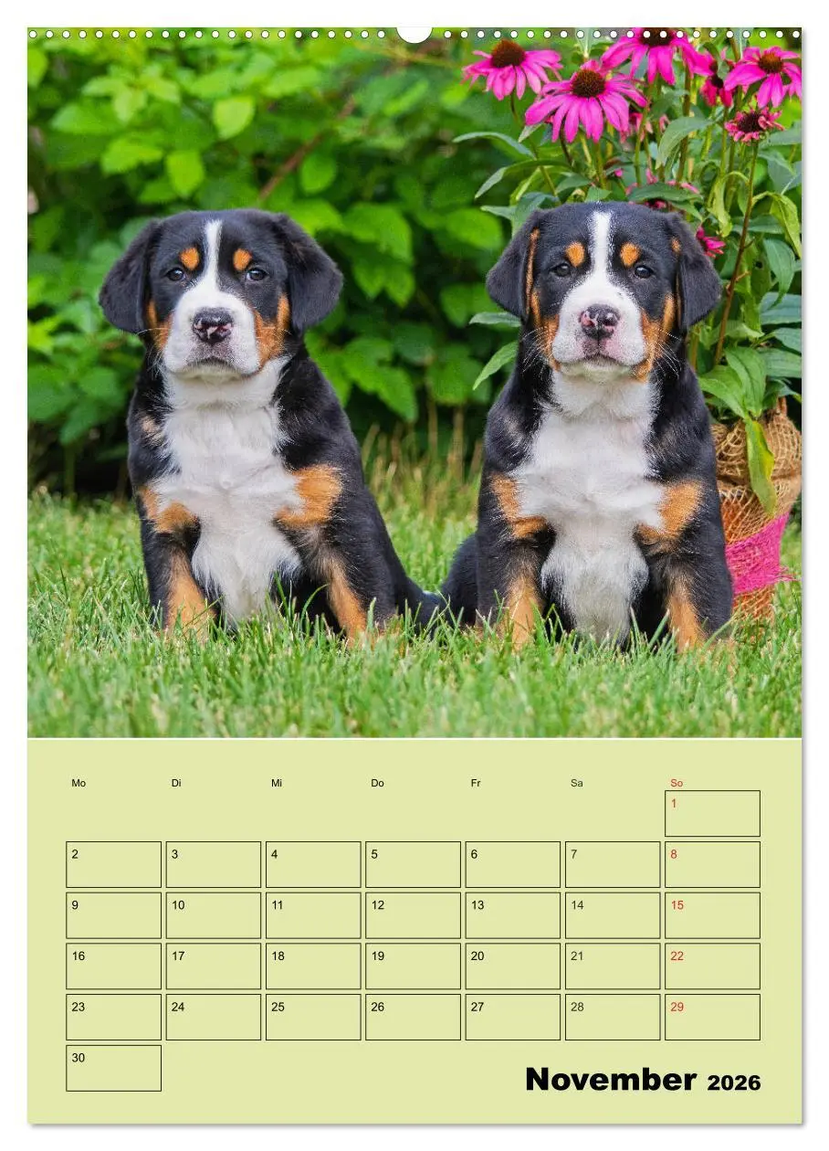 Bild: 9783516387025 | Familienplaner Großer Schweizer Sennenhund (hochwertiger Premium...