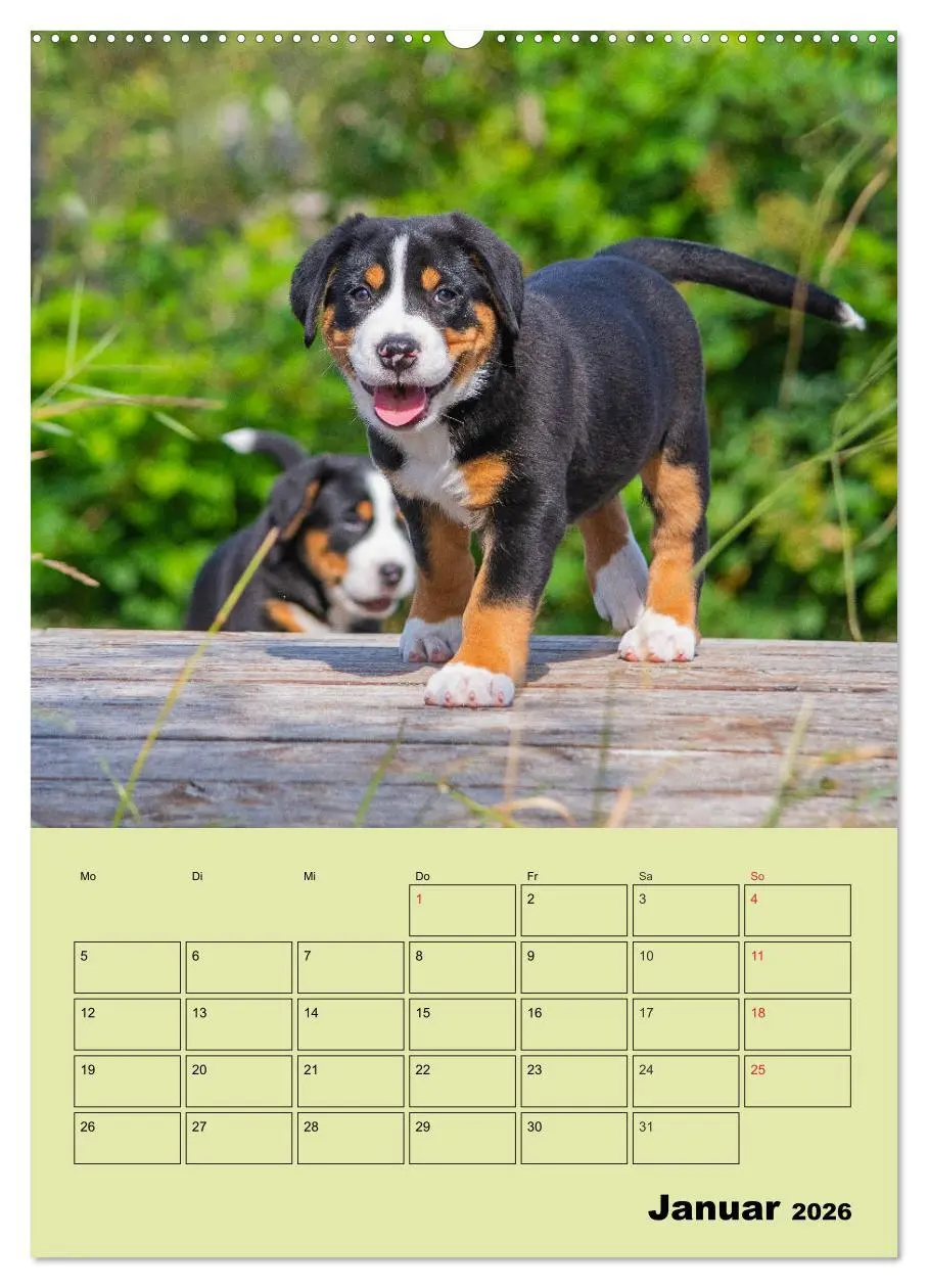 Bild: 9783516387025 | Familienplaner Großer Schweizer Sennenhund (hochwertiger Premium...