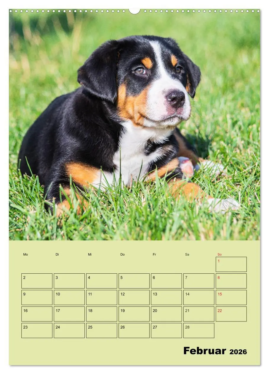 Bild: 9783516387025 | Familienplaner Großer Schweizer Sennenhund (hochwertiger Premium...