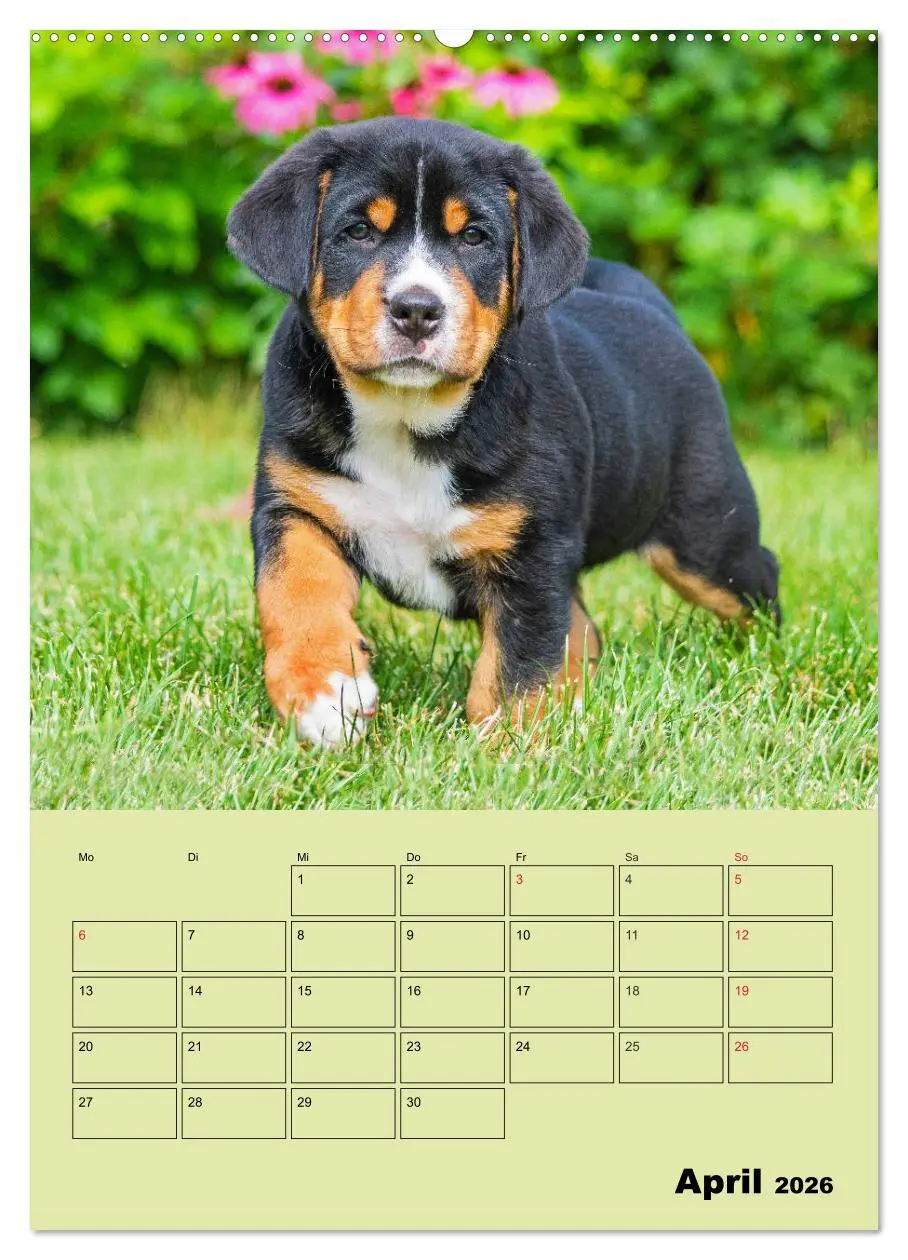 Bild: 9783516387025 | Familienplaner Großer Schweizer Sennenhund (hochwertiger Premium...