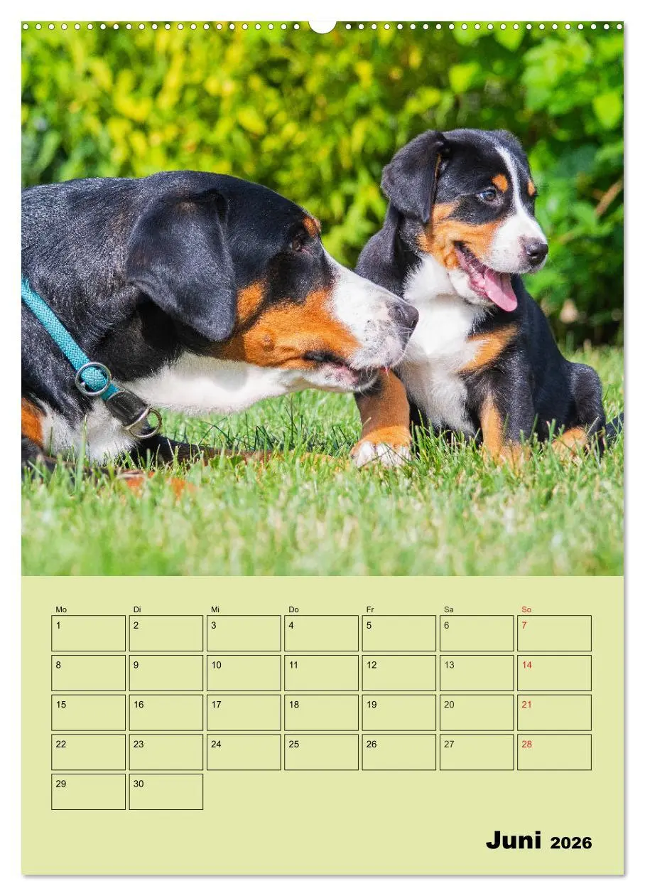 Bild: 9783516387025 | Familienplaner Großer Schweizer Sennenhund (hochwertiger Premium...