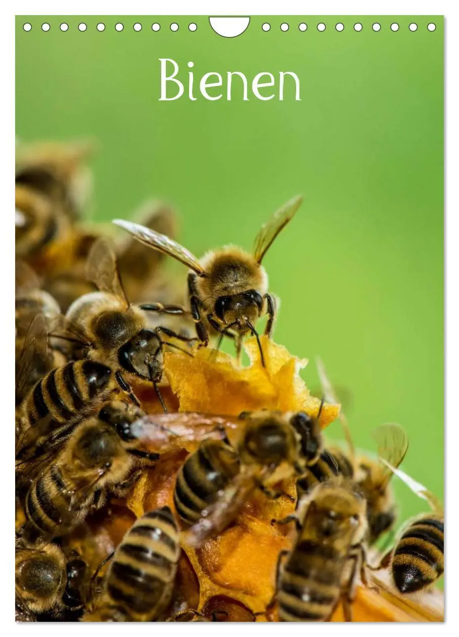 Cover: 9783516457025 | Bienen (Wandkalender 2026 DIN A4 hoch), CALVENDO Monatskalender | 2026
