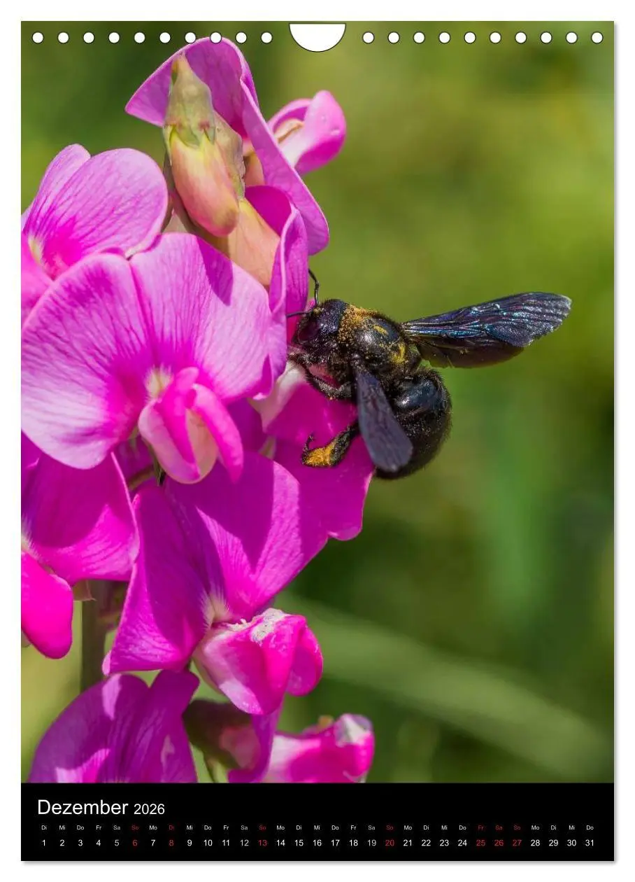 Bild: 9783516457025 | Bienen (Wandkalender 2026 DIN A4 hoch), CALVENDO Monatskalender | 2026
