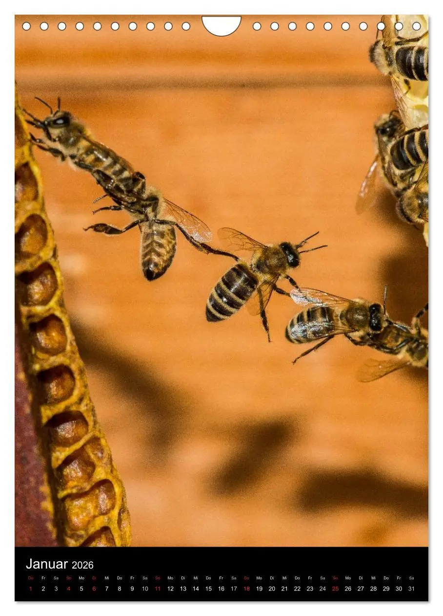 Bild: 9783516457025 | Bienen (Wandkalender 2026 DIN A4 hoch), CALVENDO Monatskalender | 2026