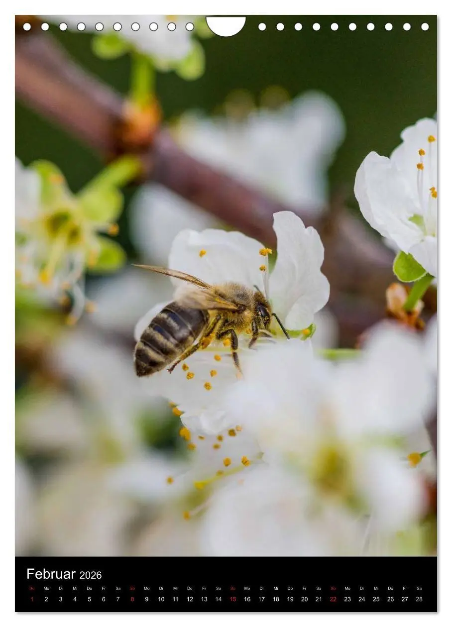 Bild: 9783516457025 | Bienen (Wandkalender 2026 DIN A4 hoch), CALVENDO Monatskalender | 2026