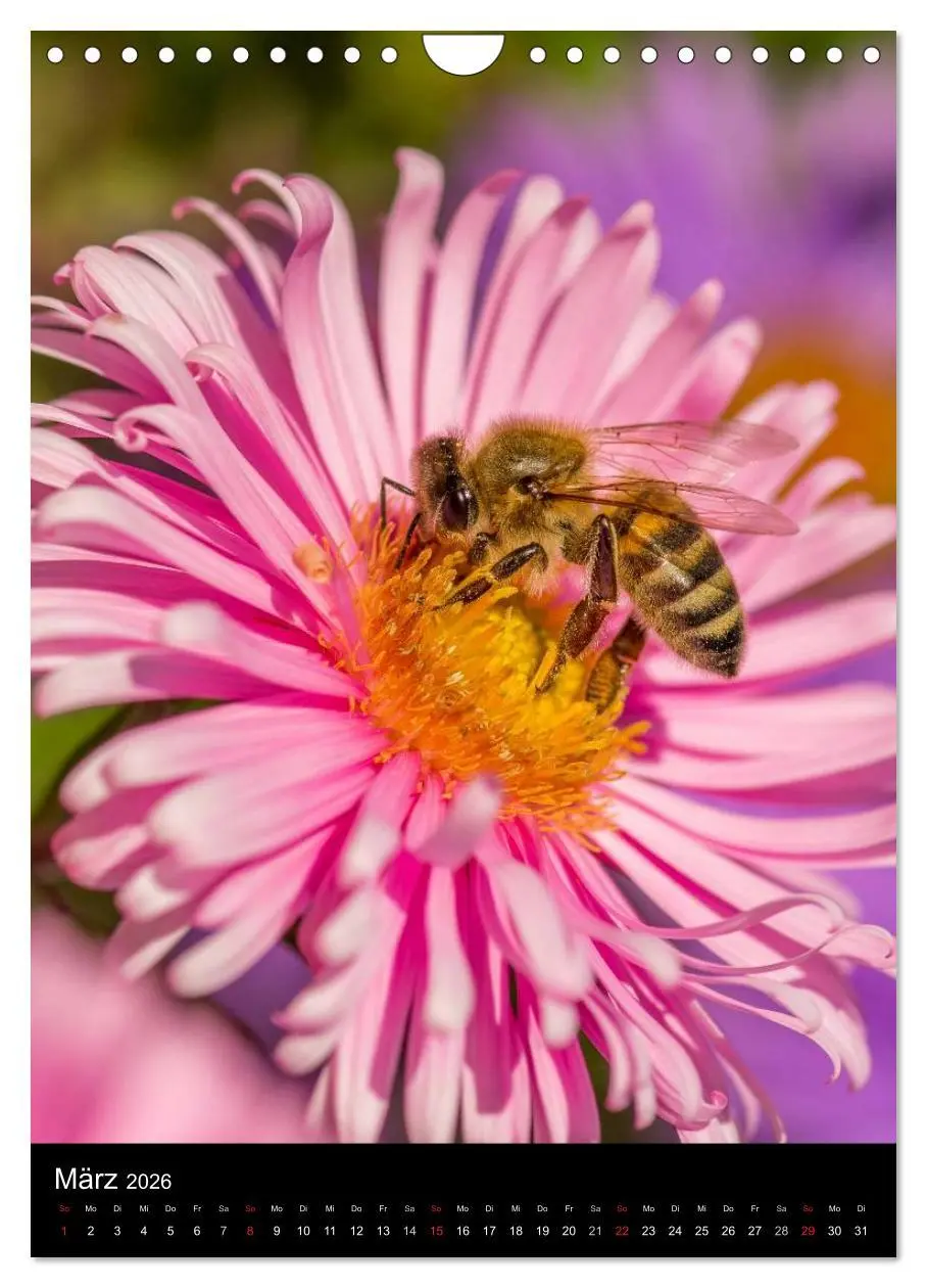 Bild: 9783516457025 | Bienen (Wandkalender 2026 DIN A4 hoch), CALVENDO Monatskalender | 2026