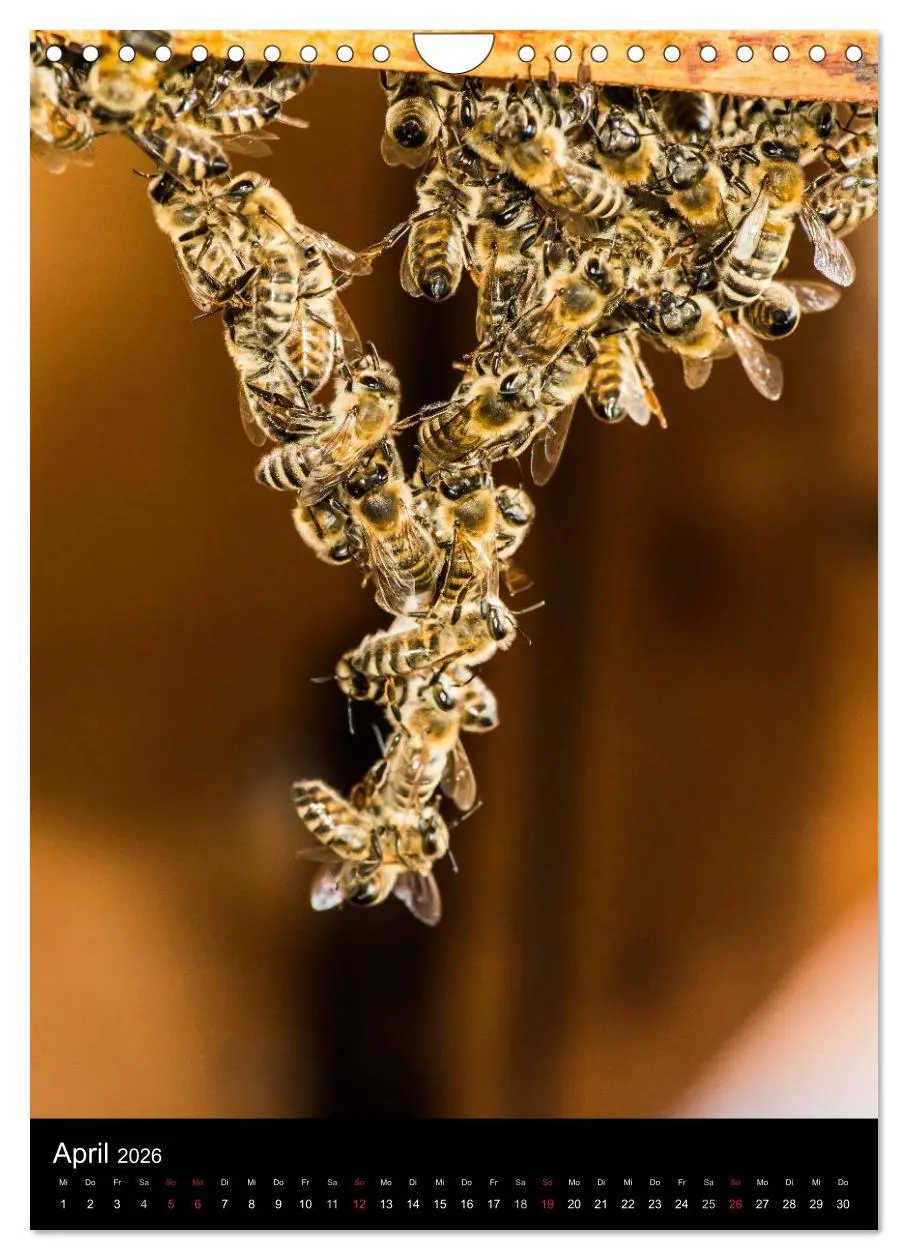 Bild: 9783516457025 | Bienen (Wandkalender 2026 DIN A4 hoch), CALVENDO Monatskalender | 2026