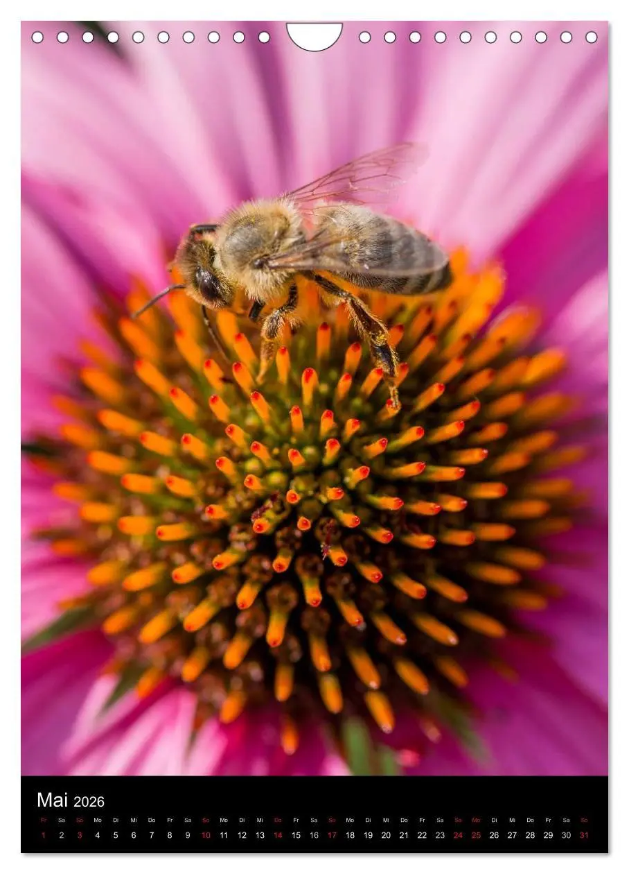 Bild: 9783516457025 | Bienen (Wandkalender 2026 DIN A4 hoch), CALVENDO Monatskalender | 2026